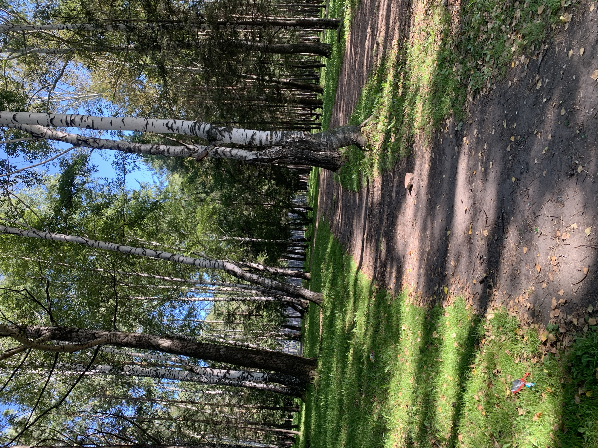 A dirt path winds through a sun-dappled forest with birch and coniferous trees. Lush green grass lines the path, with scattered fallen leaves. In the lower left, a piece of red, white, and blue plastic litter is visible on the grass. The scene suggests a park or wooded area within Prokopyevsk, Russia.