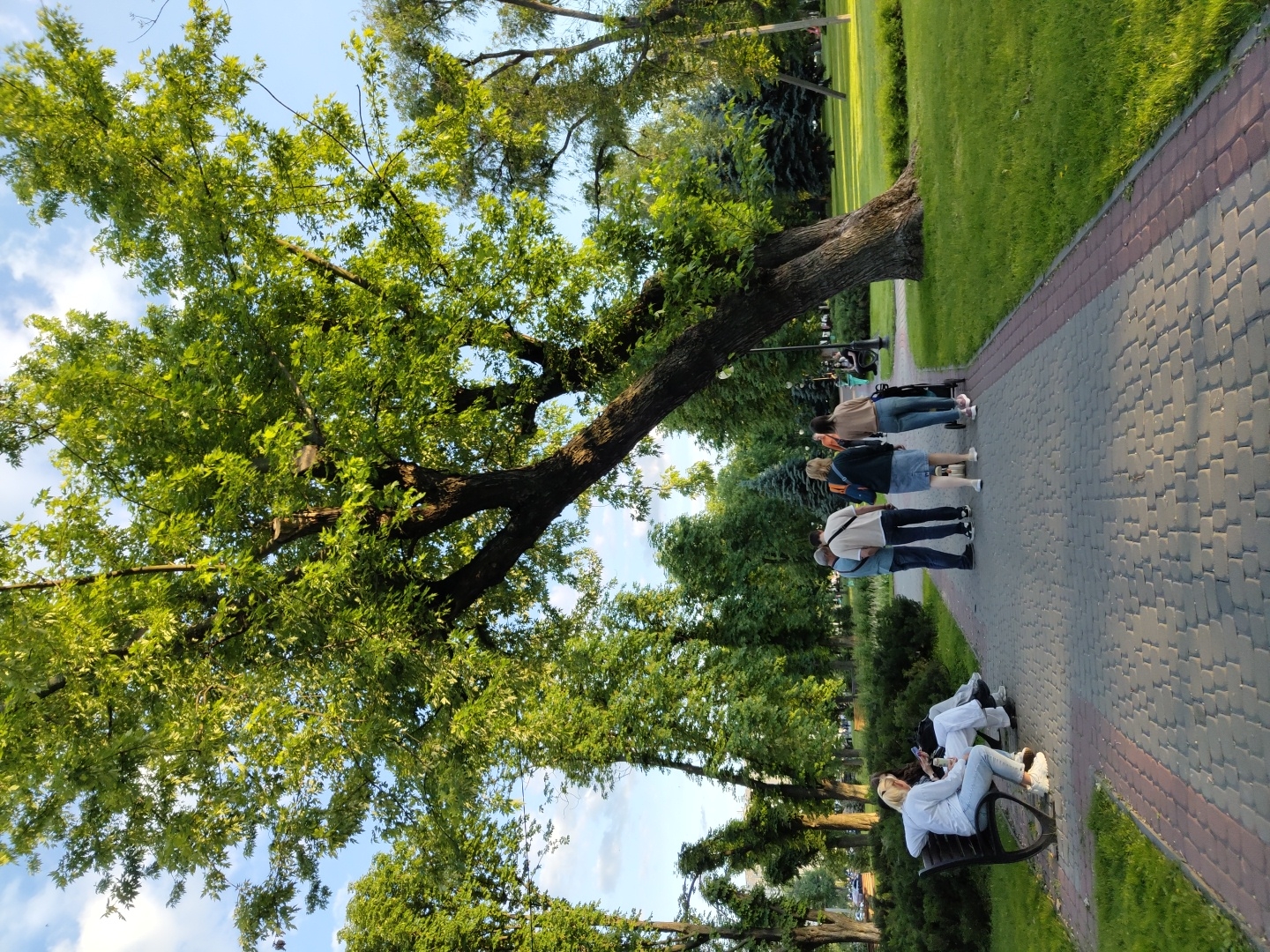 The image captures a vibrant, sunlit scene in a public park or promenade, taken from a low angle looking upwards and along a path. The image is rotated 90 degrees counter-clockwise.
A wide, paved pathway, constructed from grey pavers with reddish-brown borders, stretches diagonally across the right side of the frame. To the left of the path, a massive tree with a thick, gnarled trunk and dense, lush green foliage dominates the mid-ground, its branches extending high into the clear blue sky. Beyond this central tree, and on the opposite side of the path, are expansive green lawns and further mature trees, some with dark evergreen needles.
Several individuals are present, enjoying the outdoor setting. In the mid-ground, a group of four people is walking away from the viewer along the paved path. The person at the rear of this group is pushing a dark-colored baby stroller or pram. Closer to the foreground, on the right side of the pathway, two individuals are seated on a dark park bench. One person, dressed in a light-colored hoodie and blue jeans, is actively looking at a mobile phone. The other person, wearing a white top, is partially visible beside them, also appearing engaged with a device.
The sky is bright blue with scattered white clouds, indicating clear and pleasant weather. The sunlight, appearing warm and casting soft shadows, suggests it is either late afternoon or early evening. The scene conveys a peaceful atmosphere of leisure and outdoor enjoyment. No visible text or specific location cues are present.
