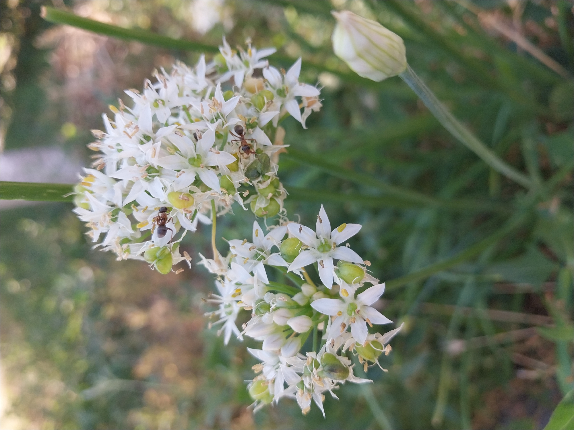 The image is a close-up, outdoor photograph of white chive blossoms with small green seed pods and ants. There are two clusters of chive flowers, one in the upper right and one in the lower left. Ants are visible on the flowers. A single unopened chive blossom bud is in the lower right. The background is blurred, showing green foliage and some bokeh effects. The image was taken in Dnipro, Ukraine.