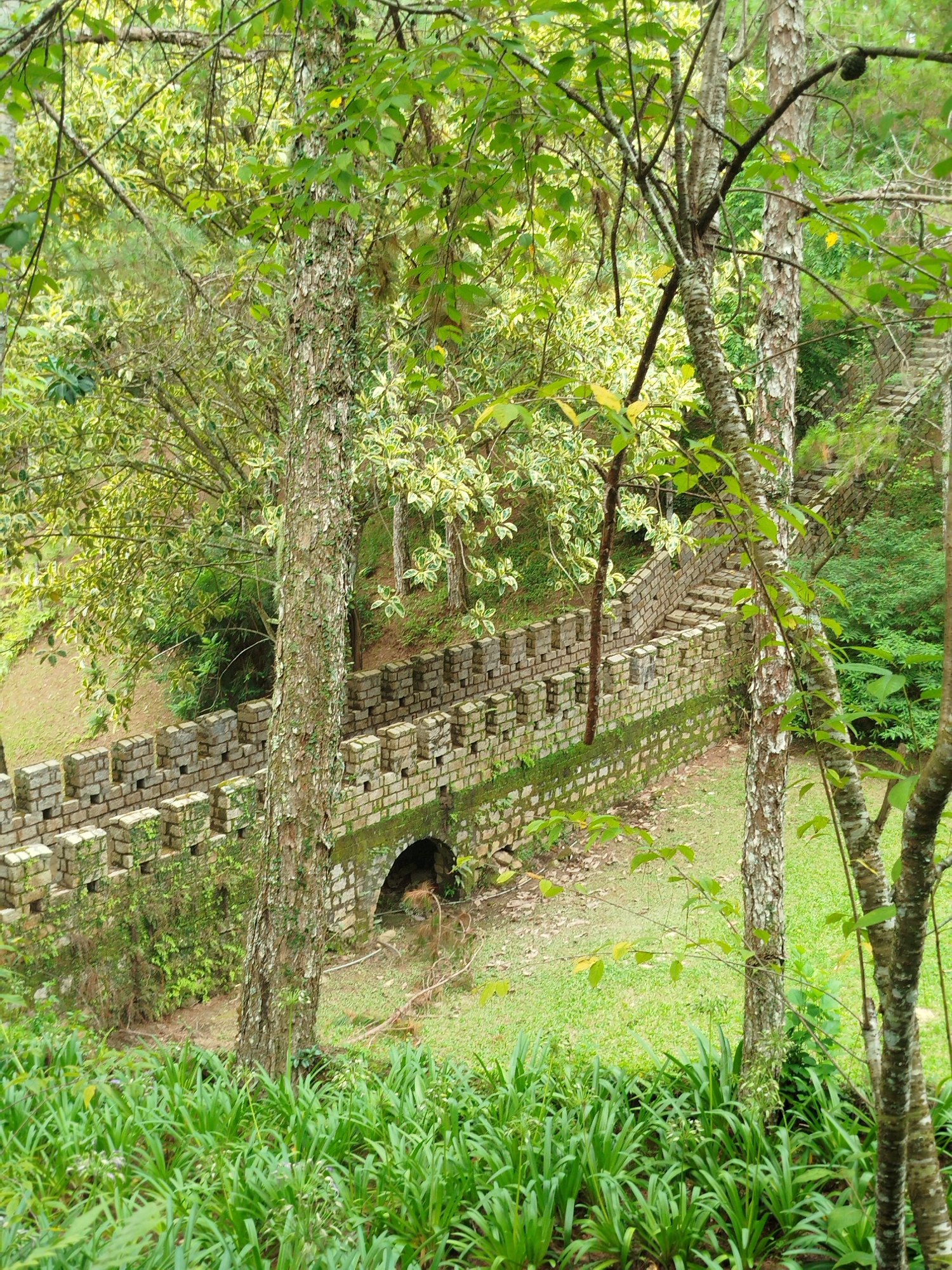 The image depicts a stone wall with battlements, reminiscent of a fortress or ancient structure, surrounded by lush greenery. The wall is constructed from light-colored bricks and is partially covered in moss. A small arched opening is visible in the wall, suggesting a passage or culvert.
The wall runs diagonally across the mid-ground of the image, with a set of stone stairs ascending alongside it. The surrounding environment is a dense forest with a variety of trees and plants. The trees in the foreground have textured bark and are covered in green leaves, some of which have yellow variegation. The ground is covered in grass and smaller plants, and the overall impression is one of a natural, overgrown landscape.
The location appears to be within the Lam Vien - Da Lat area of Vietnam, known for its cool climate, pine forests, and French colonial architecture. This particular scene might be part of a historical site, a park, or a private garden designed with a rustic, old-world aesthetic. The image captures a tranquil and somewhat mysterious atmosphere, blending man-made structures with the wild beauty of nature.