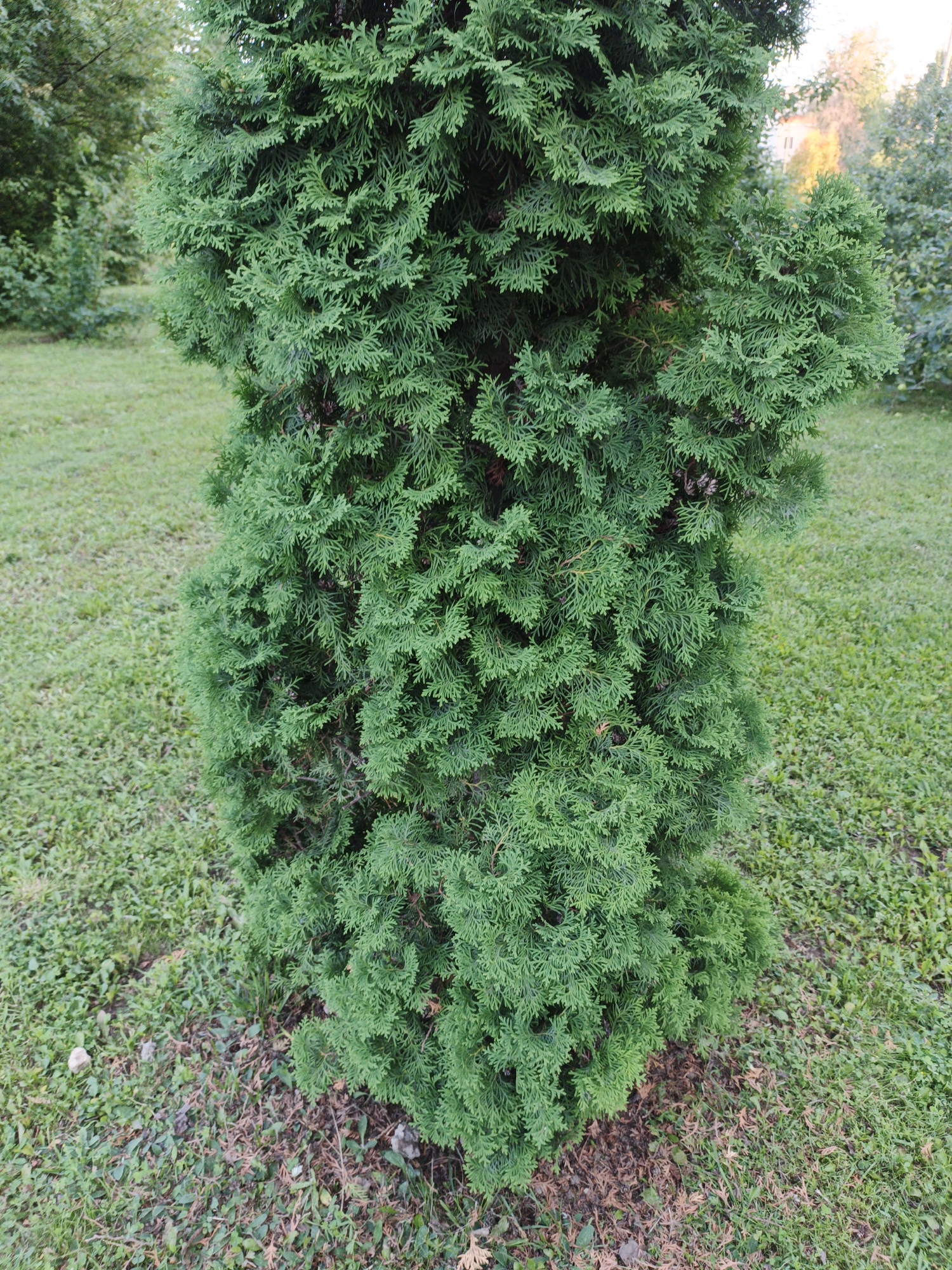 The image shows a close-up view of a green evergreen tree with dense, feathery foliage, likely a Thuja or similar conifer. The tree is positioned in a grassy area with some dry leaves and patches of bare soil visible at its base. In the background, out of focus, are other trees and a building with a light-colored facade, suggesting an outdoor setting in an urban or suburban environment. The lighting indicates it is daytime. There is no indication of the city of Kazan, Russia.