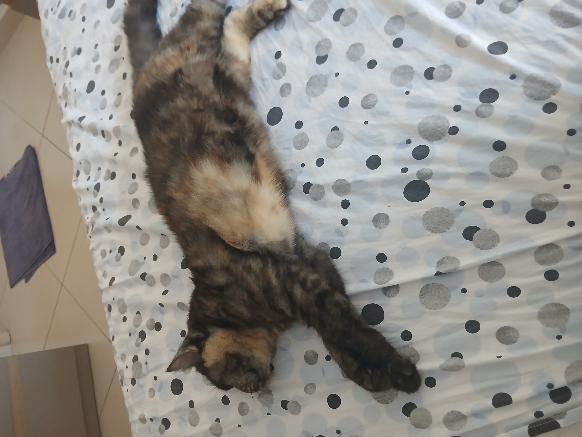 A tortoiseshell cat is lying on a white bedsheet with a pattern of black and gray circles of various sizes. The cat is stretched out on its side, facing left, with its paws extended. Its fur is a mix of black, brown, and orange. The background appears to be a bedroom, with a portion of a dresser visible on the left and a dark blue folded towel on the right. The lighting is bright and natural, suggesting it is daytime. This image was taken in Mëzez, Albania.