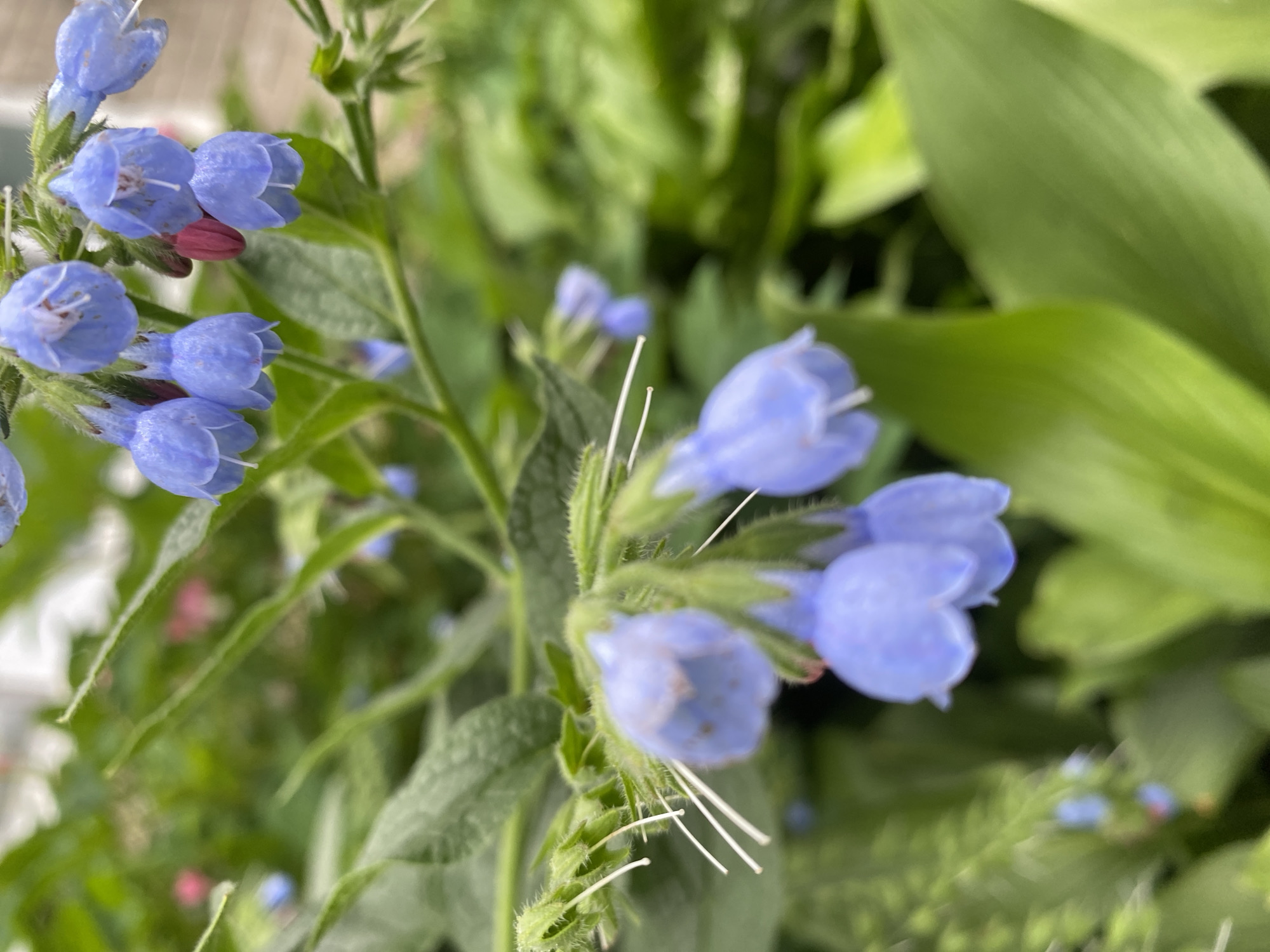 The image captures a close-up view of delicate blue bell-shaped flowers with white stamens, clustered on green stems and surrounded by lush green foliage. The flowers appear to be in a garden setting, with hints of other colors in the background, possibly other flowers or plants. The lighting suggests an outdoor environment, likely during the daytime. There are no people or animals visible in the image. The focus is on the intricate details of the flowers, emphasizing their texture and soft colors.