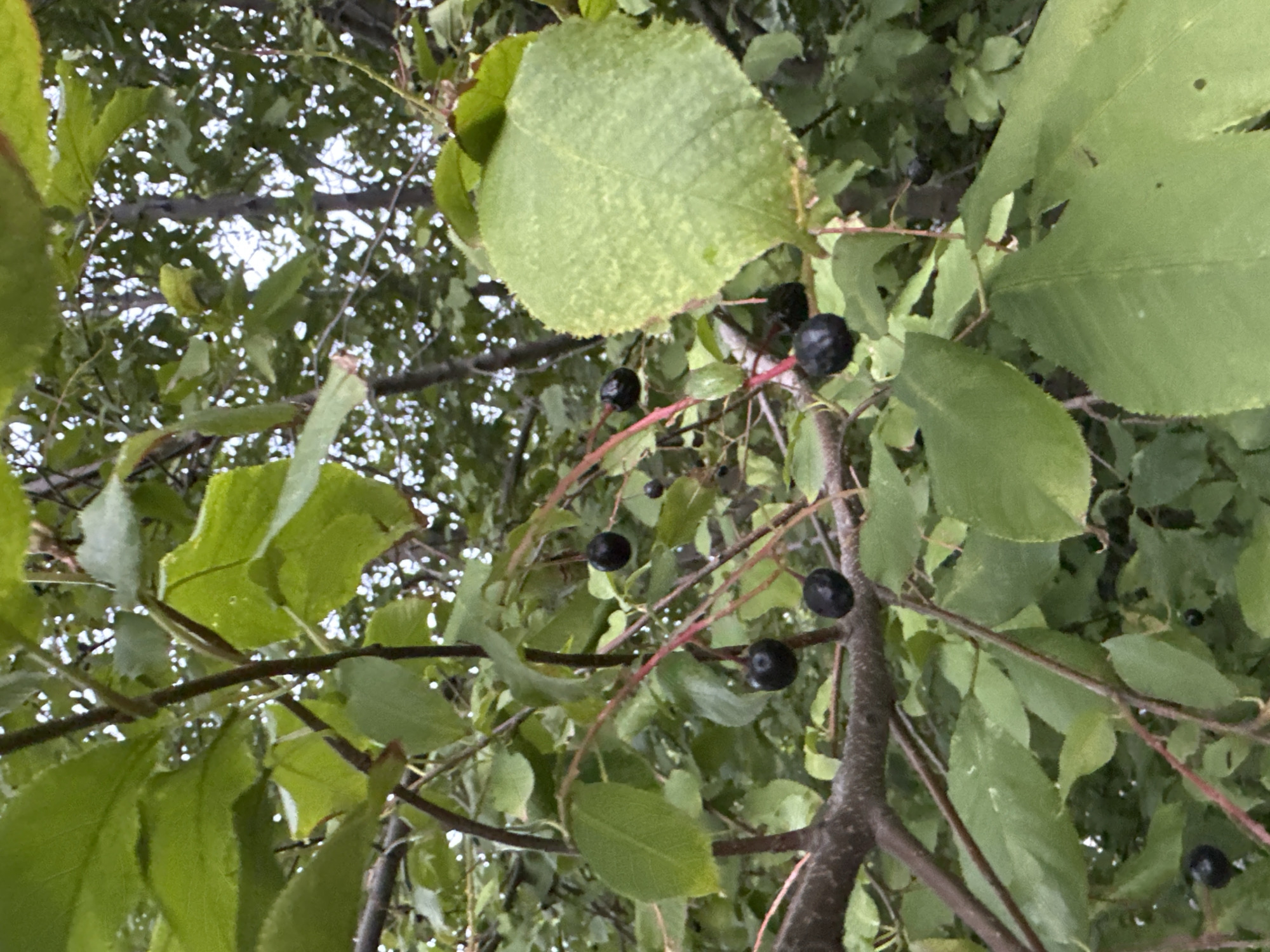 The image shows a close-up view of a tree with dark, ripe berries hanging from thin stems amidst lush green leaves. The berries appear small and round, clustered together in some areas and scattered in others. The leaves are varied in size and shape, with some appearing smooth and others slightly serrated. The branches are thin and reddish-brown in color. The background is a blur of more green foliage and dappled light, suggesting an outdoor setting. The image does not contain any people or specific identifiable landmarks that would indicate its location within the city of Biysk, Russia.