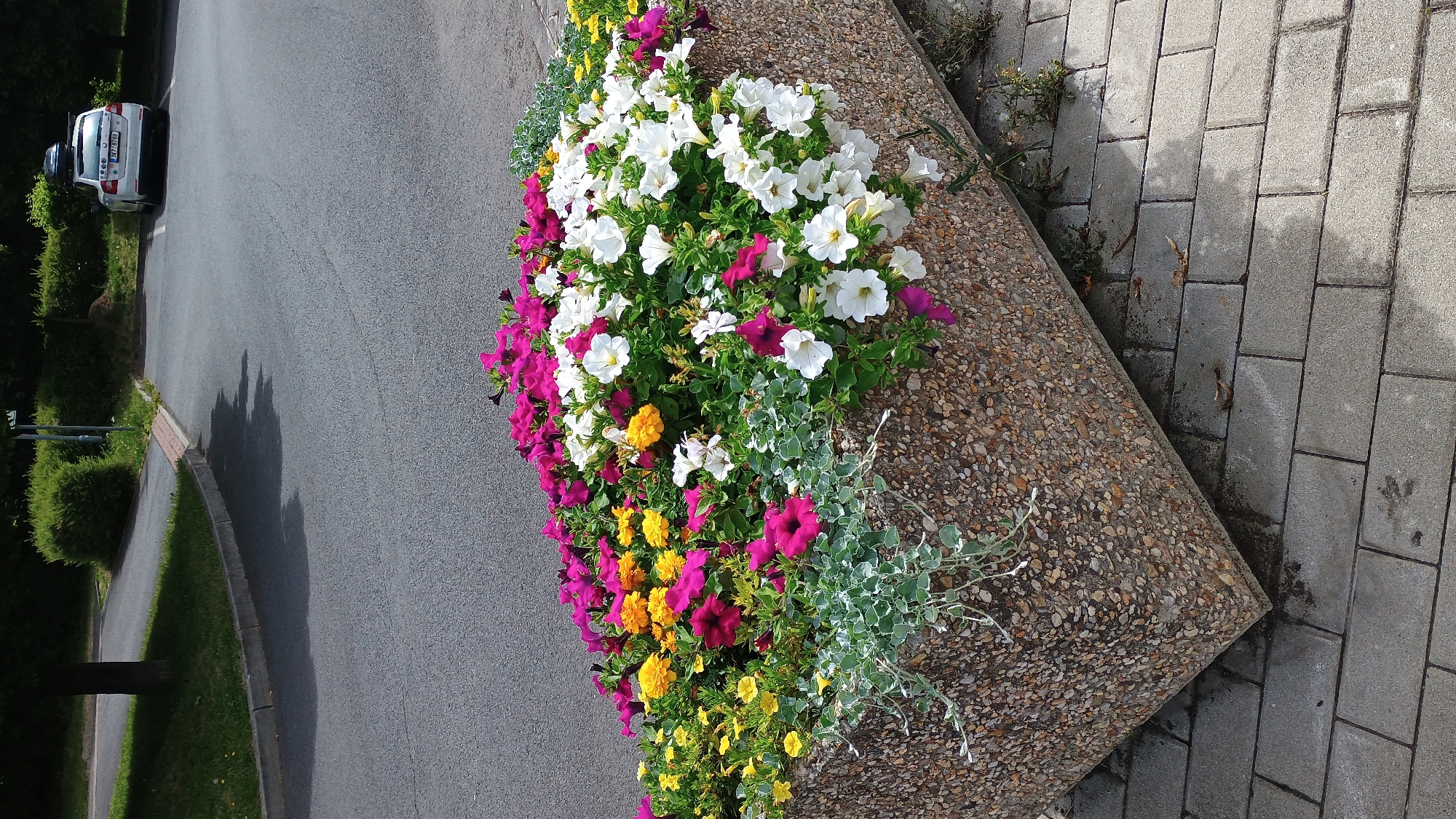 The image shows a stone planter filled with a variety of flowers, including pink petunias, yellow marigolds, and white petunias. The planter is situated on a paved area next to an asphalt road. In the background, there is a white car parked on the road, and trees and bushes line the area. The scene appears to be in an urban environment, possibly a park or a residential area, in Sokolov, Czechia. The overall impression is one of a well-maintained outdoor space, with the colorful flowers providing a pleasant visual contrast to the surrounding asphalt and stone.