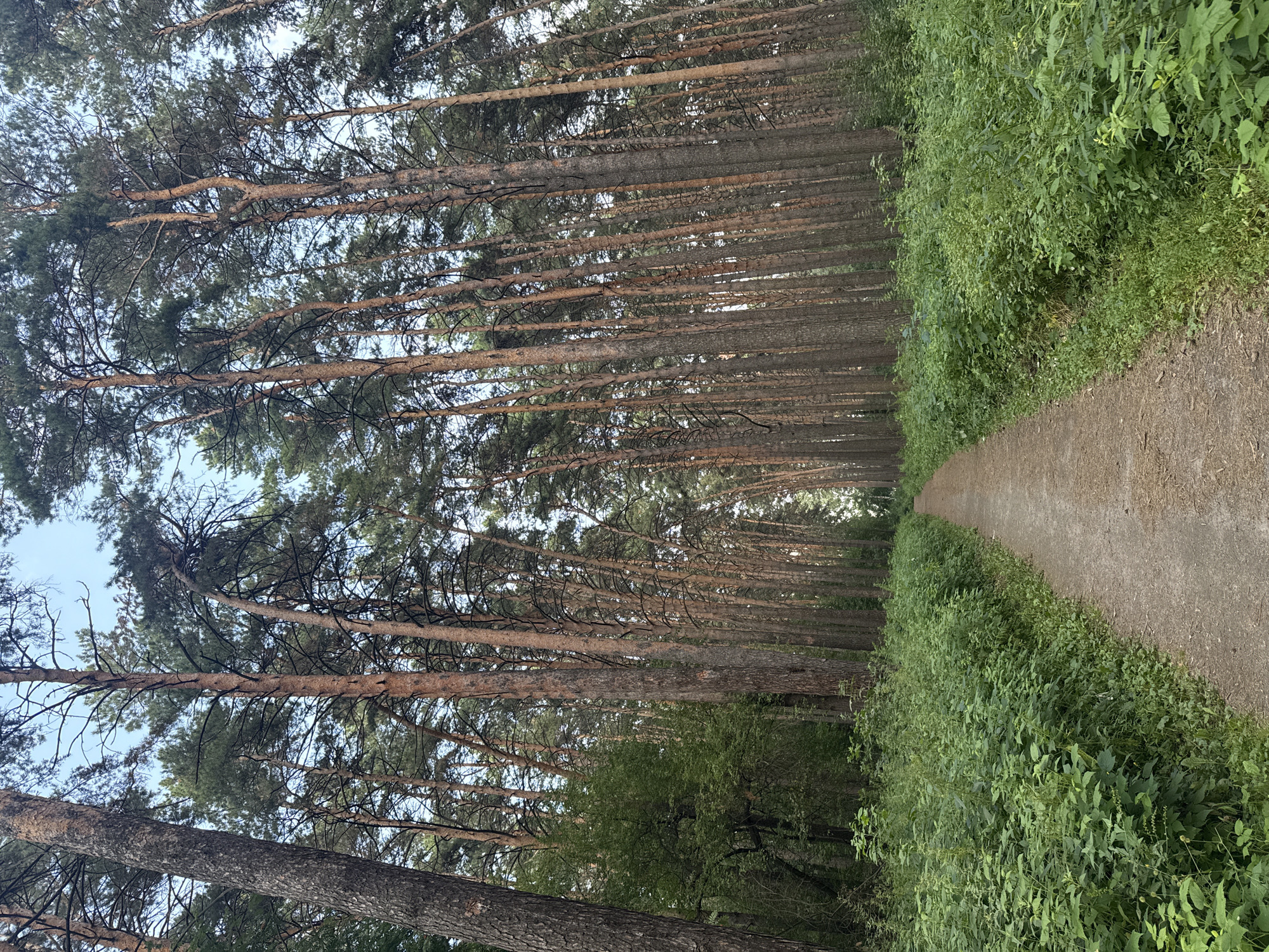 A dirt path runs through a dense forest of tall, slender pine trees. The path is bordered on both sides by thick, lush green undergrowth. The trees have reddish-brown bark and their branches form a canopy overhead, allowing some sunlight to filter through. The sky is visible through the gaps in the branches and appears to be a pale blue. The scene is one of natural tranquility, likely a park or a wooded area within or on the outskirts of the city of Novosibirsk, Russia. There are no people or animals visible in the image, and no objects other than the natural elements of the forest.