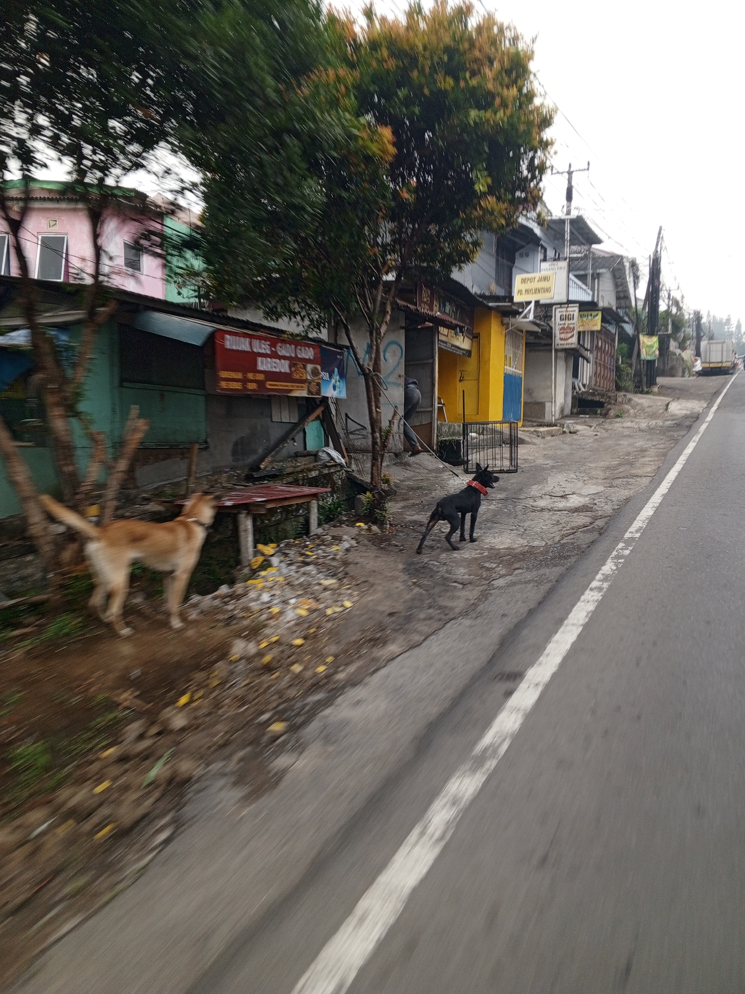 The image depicts a street scene with two dogs in the foreground, near a row of small shops. The shop on the left has a green facade, while the one next to it is painted yellow with blue accents. A sign above the green shop reads "RUJAK ULLE - GADO GADO". Another sign on the yellow shop says "DEPOT JAMU PD. PAYLIHTANG". To the right of the yellow shop, there is a sign for a dental clinic with the word "GIGI" prominently displayed. The street appears to be paved, with a white line marking a lane. Fallen leaves are scattered on the ground. The overall impression is of a somewhat dusty and cluttered urban environment.