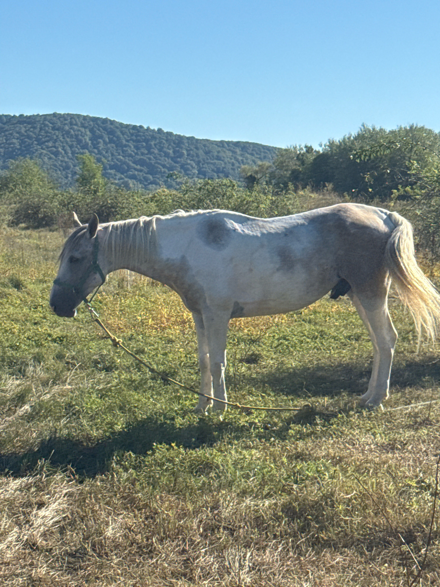 In the city of Tenginka, Russia, a light-colored horse with grey markings stands in a grassy field under a clear blue sky. The horse is wearing a green halter and is tethered by a yellow rope. The background consists of a lush green hillside covered in trees. The foreground is a mix of dry and green grass, with some shadows cast across the ground. The horse is facing left, with its head lowered. The overall scene depicts a peaceful rural landscape.