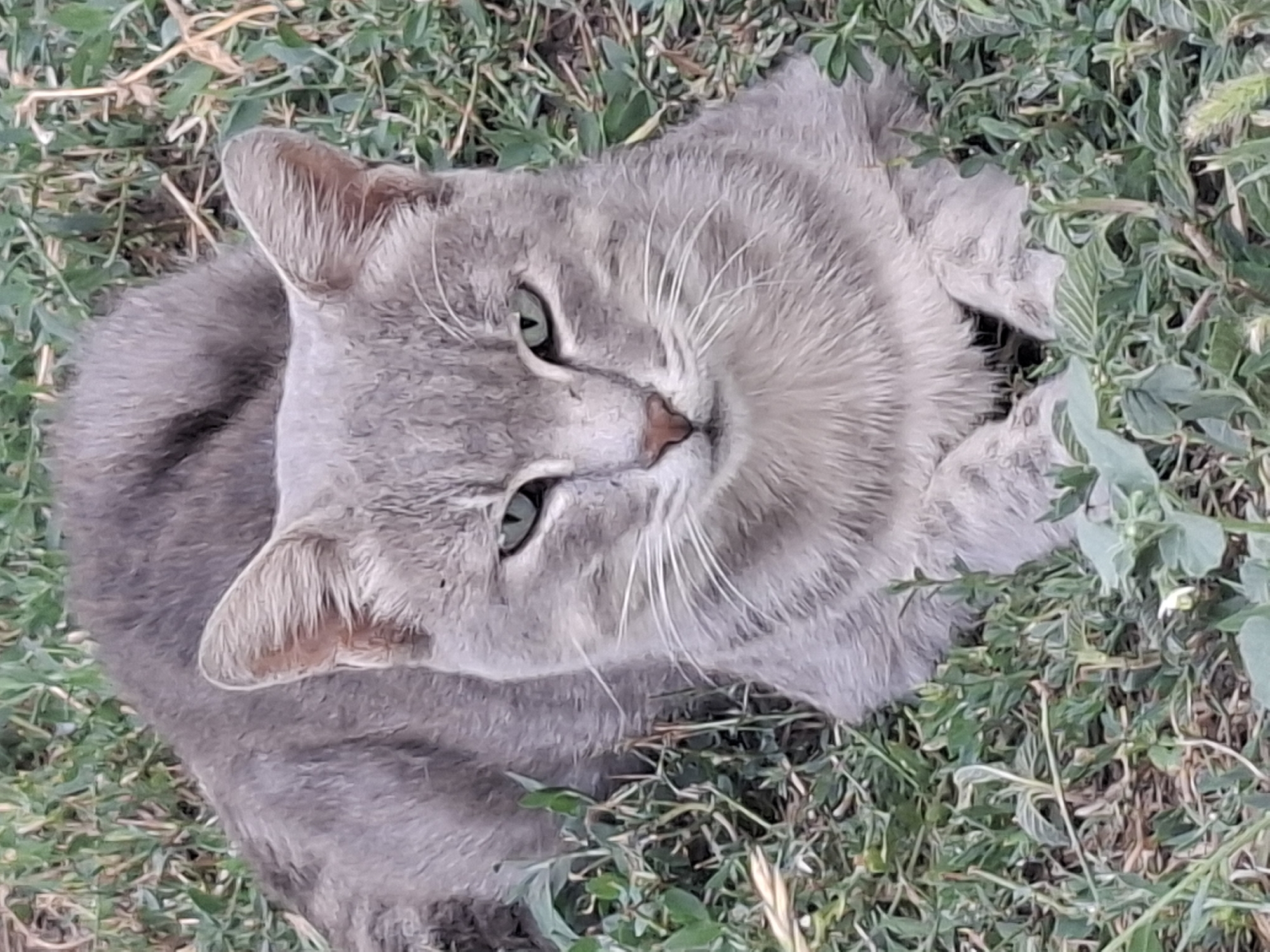 A grey tabby cat is lying in green grass. The cat is looking directly at the camera with green eyes. The cat's nose is pink. The cat's paws are tucked under its body. The grass is lush and green, with some dry blades mixed in. The background is out of focus, but appears to be more grass and possibly some dirt. The scene is outdoors. There is no indication of the city of Almaty, Kazakhstan.