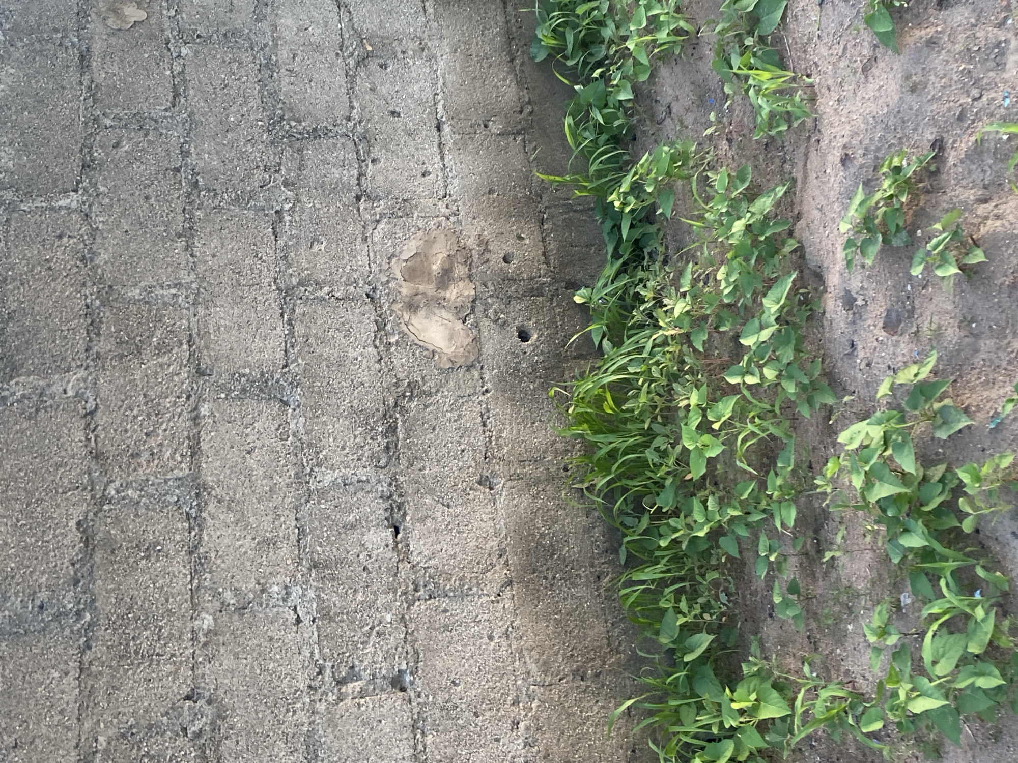 The image shows a textured, gray concrete wall on the left side and a patch of dirt with green plants on the right. The concrete wall is made of rectangular blocks, with visible lines between them. There are some circular indentations on the wall, possibly from pebbles or imperfections in the concrete. In the center of the wall, there is a lighter, lighter brown-colored area that appears to be a stain or a patch of different material.
The plants on the right are green with small leaves, and some of them are vines climbing on the dirt. The dirt appears dry and sandy in places. The lighting suggests it is daytime, and the shadows are not particularly strong, implying a bright but possibly overcast day. The scene appears to be outdoors, in a somewhat unkempt area, perhaps a garden or a neglected part of a property. The focus is on the textures of the wall and the plants, with no people or distinct objects visible. The overall impression is of a natural element (plants) encroaching on a man-made structure (wall). The location context of Jauro Yinu, Nigeria, provides a general geographic setting.