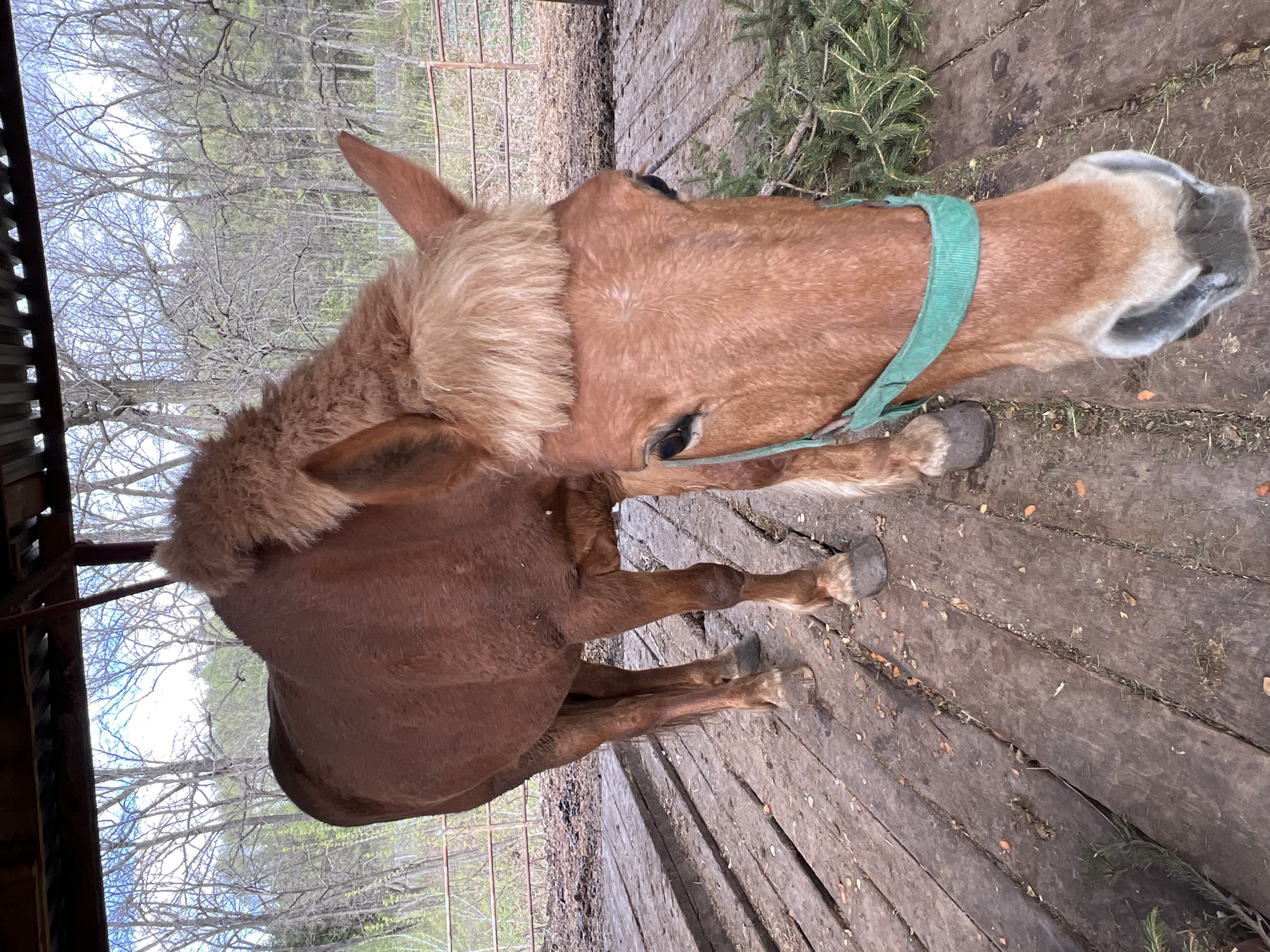 A light brown horse stands on a wooden plank surface, captured from an overhead perspective with the image rotated 90 degrees clockwise. The horse has a lighter, almost blonde, mane and forelock, and is wearing a green halter. Its muzzle appears greyish. Its eyes are visible, reflecting a calm demeanor.
The wooden planks beneath the horse show signs of wear and contain scattered bits of debris, including small orange specks and some green plant matter, possibly pine needles or small evergreen branches, particularly near the horse's head.
In the background, beyond the wooden structure, numerous bare deciduous trees are visible under a bright, overcast sky, suggesting late winter or early spring. A metal fence or gate can be seen through the trees on the right side of the frame. The scene is outdoors, likely an enclosure or stable area. No people or visible text are present. The lighting indicates it is daytime.