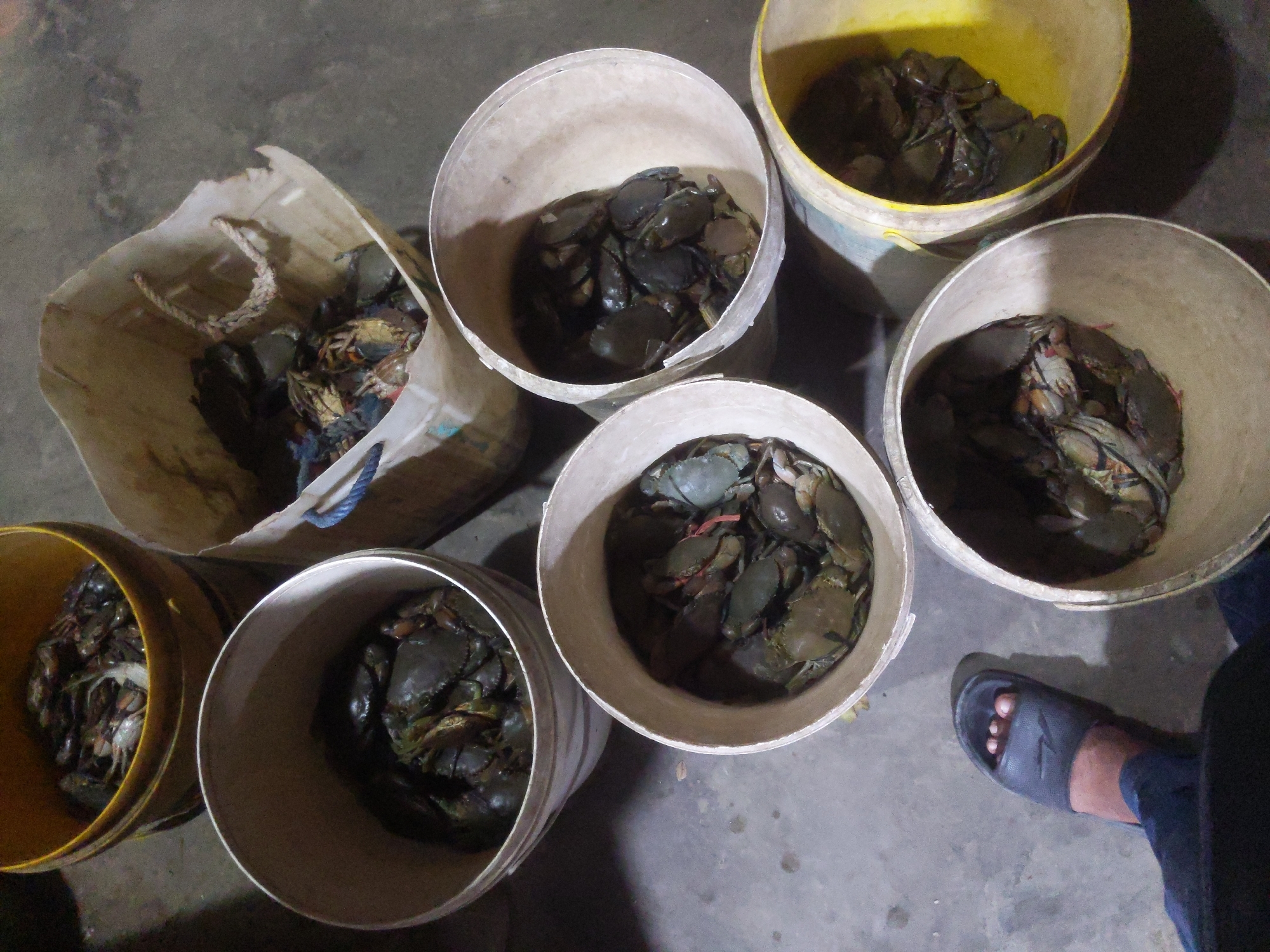 In Cibrek, Indonesia, a collection of buckets and a bag are filled with live crabs. A person's foot in a black sandal is visible in the bottom left corner of the frame, with dark blue pants extending upwards. The crabs are dark brown and green, and their legs and claws are visible. They are packed tightly into the containers. The ground appears to be concrete or dirt. The lighting is dim, suggesting it is either dusk or indoors with minimal light. The overall scene depicts a harvest or preparation for sale of crabs.