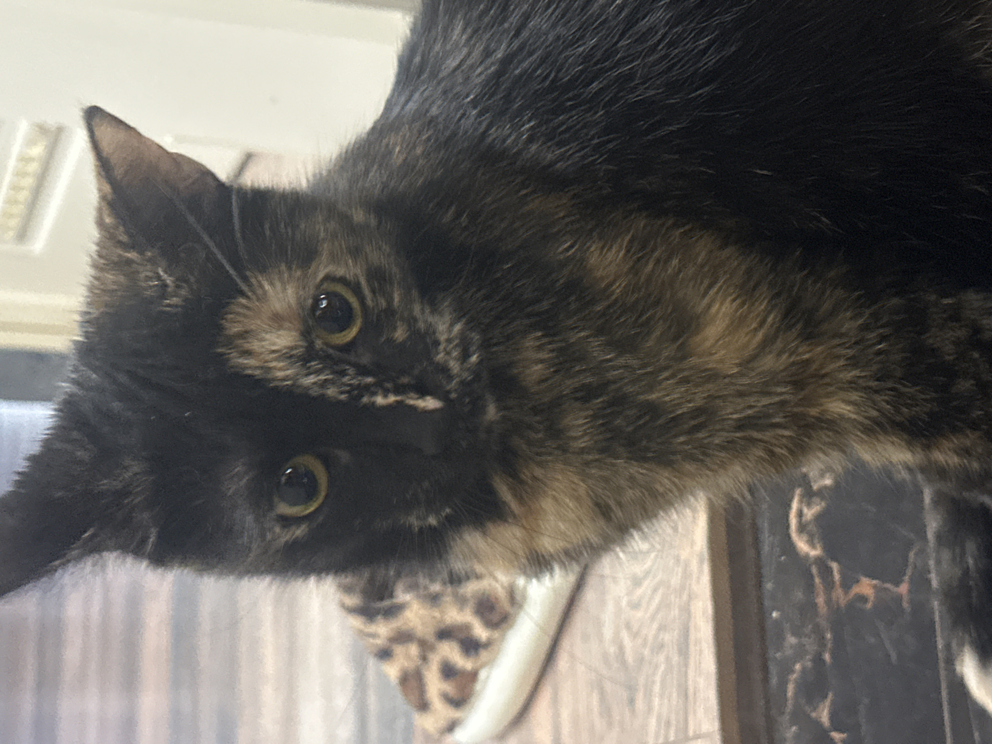 A close-up, waist-up shot shows a tortoiseshell cat with dark brown, black, and tan fur. The cat is looking directly at the camera with its yellow eyes. Its left ear is pointed upwards, while its right ear is slightly tilted down. The cat's fur is short and sleek. In the background, a leopard-print slipper is visible on the left side of the frame. The cat is sitting on a wooden floor. There is no indication of the city of Virki, Russia, or any other specific location.