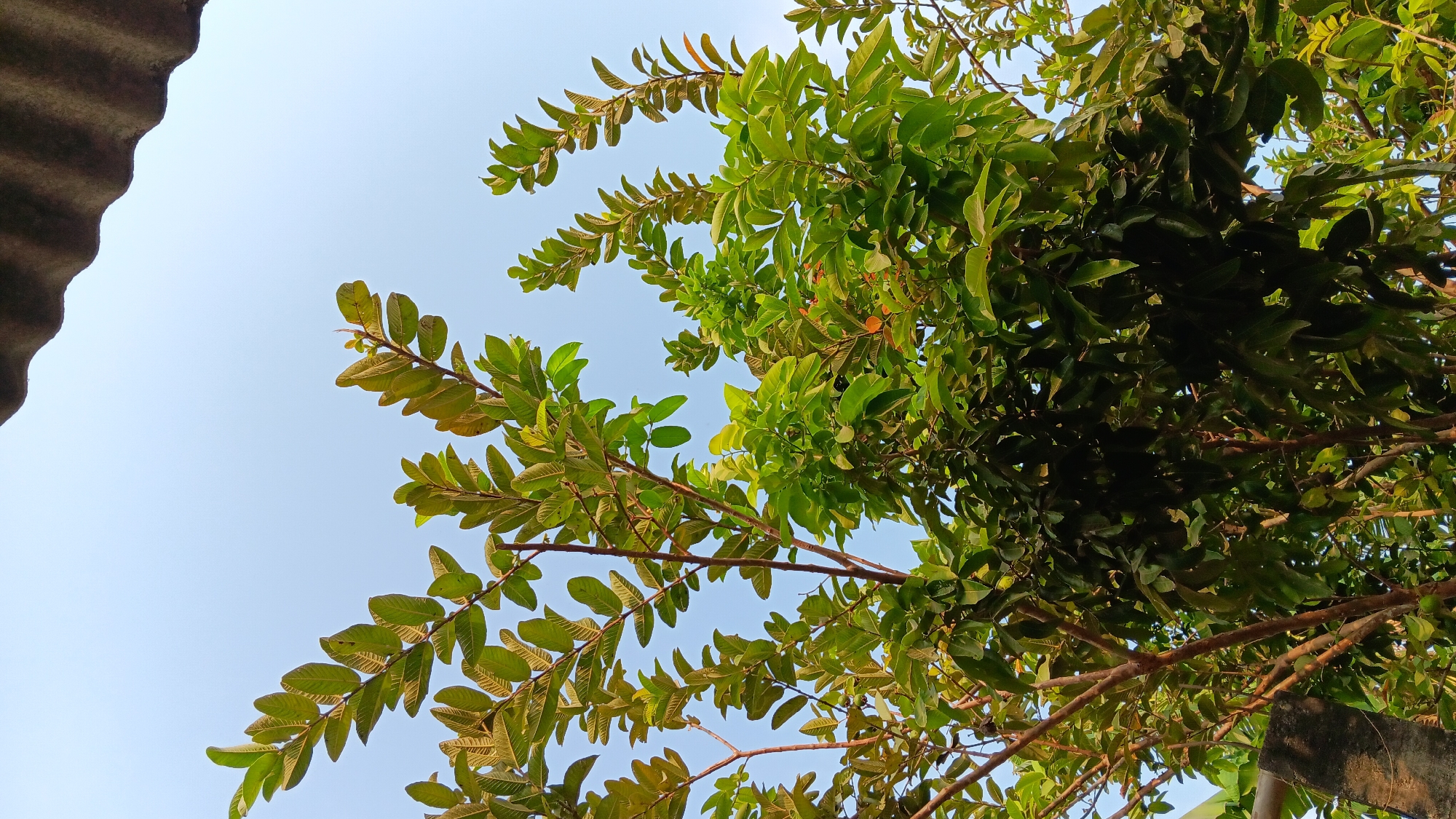 A low-angle shot captures a guava tree against a clear blue sky in Sonobekel, Indonesia. The tree's branches, adorned with lush green leaves, reach upwards. Sunlight filters through the foliage, creating a dappled effect. A corrugated roof is visible in the upper right corner of the frame, suggesting the presence of a structure. The scene is devoid of any human presence or discernible activity, focusing solely on the natural elements of the tree and sky.
