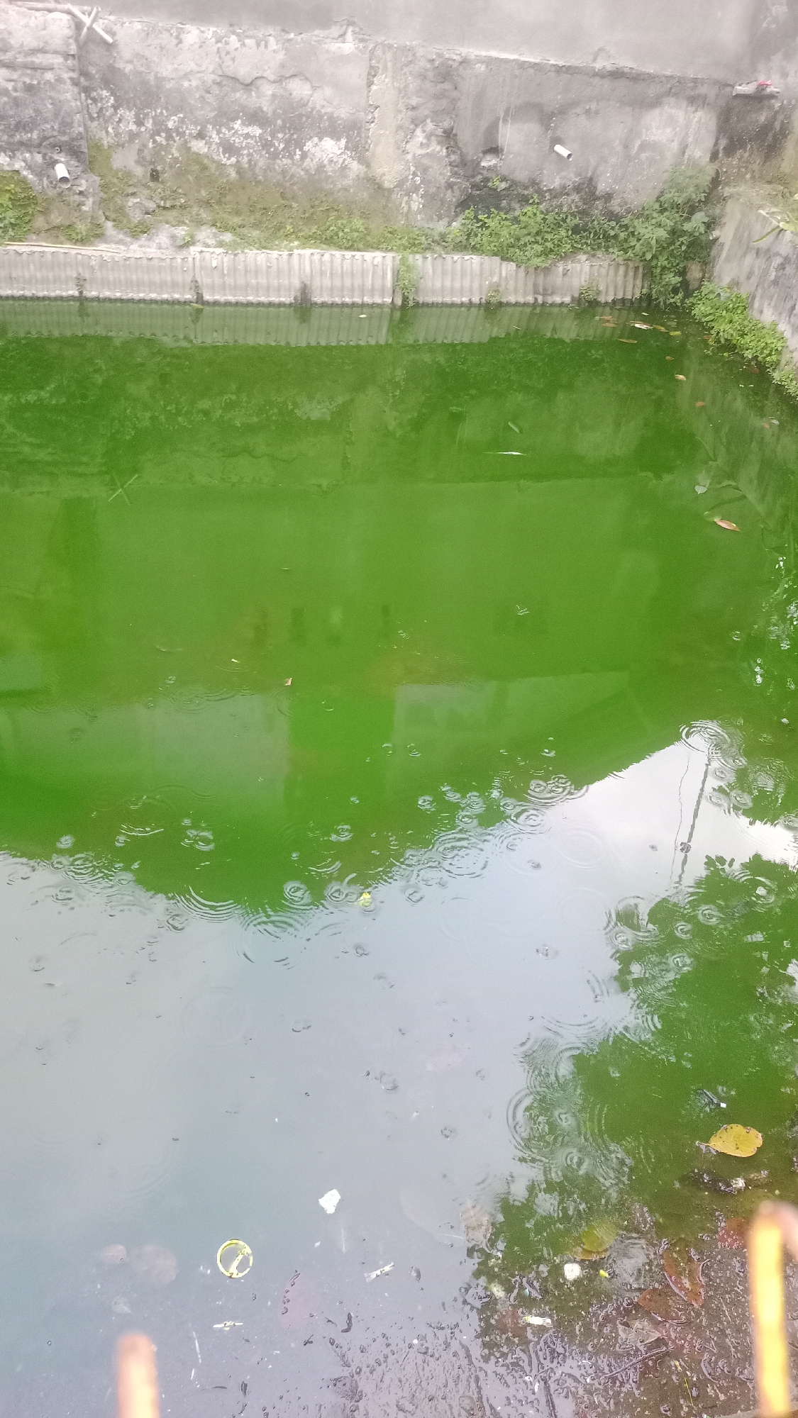 A still, medium-shot captures a stagnant, bright green pond on a cloudy day, as evidenced by the reflections and ripples on the water's surface, indicating rainfall. The pond is bordered by a textured concrete wall, partially overgrown with moss and small green plants. In the foreground, the water is murky with debris including fallen leaves, plastic wrappers, and a yellow object that appears to be a broken ring or toy. The water appears to be part of a drainage or retention pond system. The scene is observed from a slightly elevated perspective, looking down into the pond. The location is the city of Pakemitan, Indonesia.