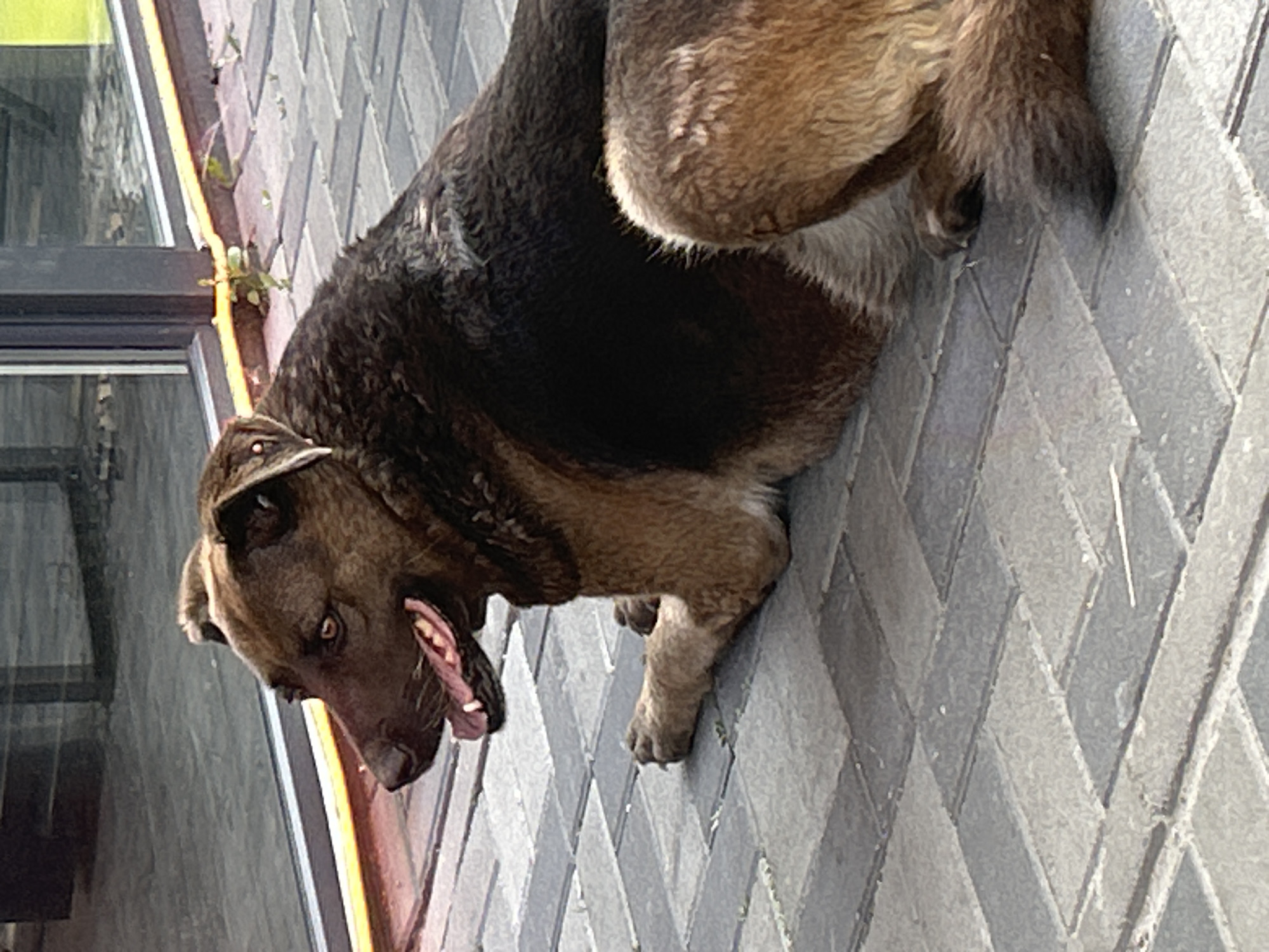 An adult, brown-coated dog is lying down on a paved walkway in what appears to be an urban setting, possibly near a building with large glass windows. The dog is looking to its left with its mouth slightly open and tongue visible. The walkway is constructed of interlocking gray pavers arranged in a herringbone pattern. The background shows the base of a building with a yellow-orange illuminated strip running along the bottom of the glass facade. Small green plants are growing in cracks between the pavers near the building. The lighting suggests it is daytime, possibly late afternoon, casting shadows on the ground. The scene is devoid of human presence. This location is identified as Brovary, Ukraine.