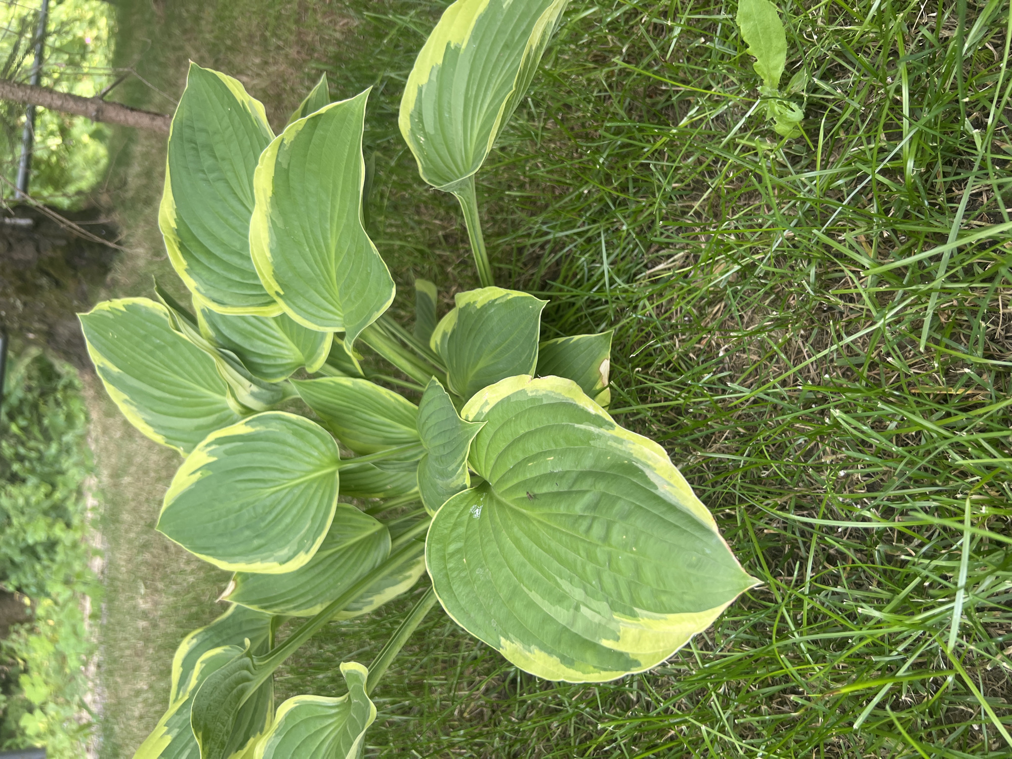 This media file features a top-down view of a hosta plant with variegated green and yellow leaves, growing amongst green grass. The hosta's large, ovate leaves have a glossy surface, with prominent parallel veins. The edges of the leaves are irregularly bordered with a lighter yellow-green color. The plant is centrally located, with a portion of a tree trunk and out-of-focus green foliage visible in the upper left corner, suggesting an outdoor garden setting. The grass surrounding the hosta is a vibrant green, with some dry brown blades mixed in. A single, small insect is visible on one of the hosta leaves. The lighting suggests it is daytime, likely overcast or in partial shade, as there are no harsh shadows. The image appears to be taken in a natural outdoor environment, possibly a backyard or park in Минзаг, Russia. No text is visible in the media file.