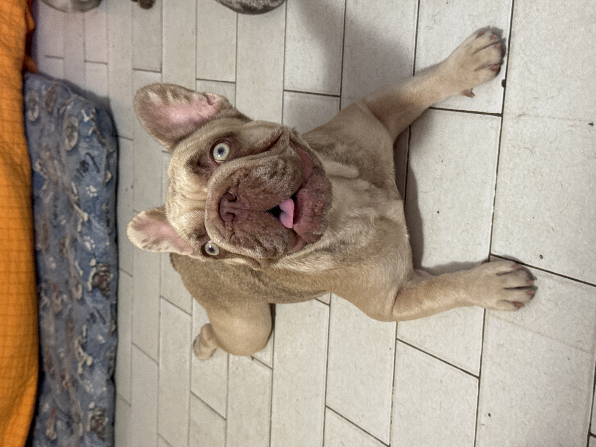 A French bulldog with light brown fur lies on a tiled floor. The dog's head is turned towards the camera, its mouth open with its pink tongue visible. It has large, erect ears and striking blue-green eyes. Behind the dog, on the floor, are two dog beds: one is an orange bolster bed and the other is a blue bed with a pattern of bones and paw prints. The floor is covered in rectangular, light-colored tiles. The scene appears to be indoors, likely in a home, and there is no indication of any specific location within San Benedetto del Tronto, Italy.