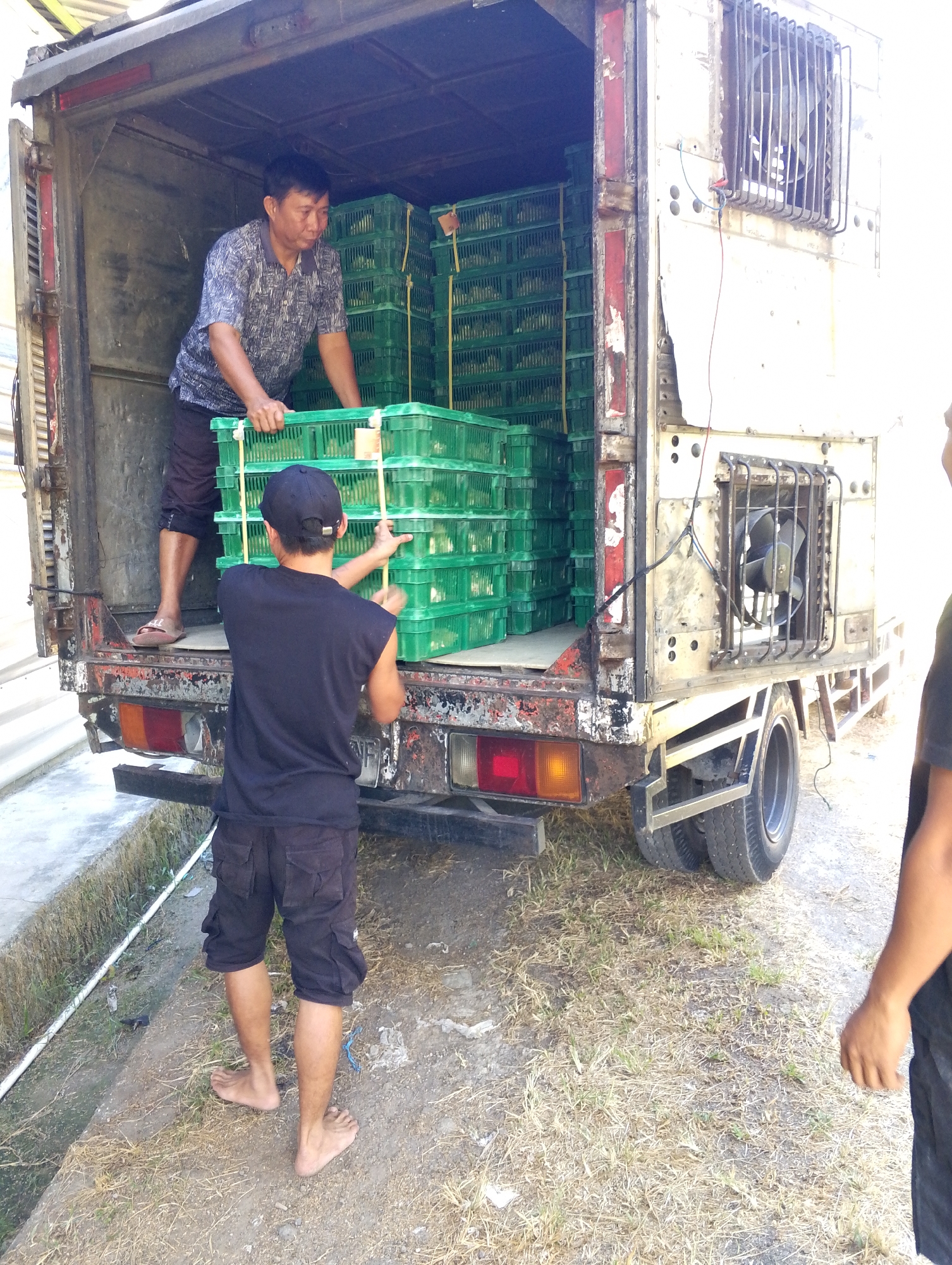 Two men are seen unloading green plastic crates from the back of a truck. The man in the foreground, wearing a black t-shirt, black shorts, and a black baseball cap, is barefoot and appears to be assisting in moving the crates. The man in the background, wearing a patterned blue and white shirt and dark pants, is also handling the crates. The truck's rear is open, revealing stacks of green crates, some of which are secured with wooden poles. The truck appears to be a utility vehicle, possibly used for transport. The environment suggests an outdoor setting with dry grass and dirt on the ground. The truck has a mechanical fan unit mounted on its side, indicating it might be a refrigerated truck. The scene takes place in Tomohon, Indonesia, a city known for its agricultural activities.