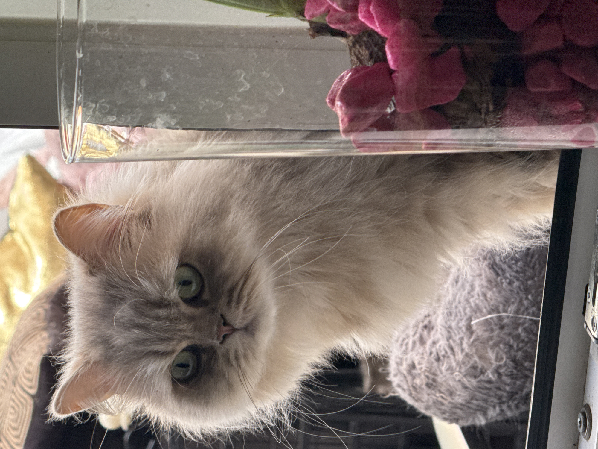 An adult, fluffy, cream-colored Persian cat with green eyes is sitting on a windowsill. The cat is looking directly at the camera with a serious expression. To the right of the cat, there is a clear glass vase filled with pink gravel and a green plant. The background is blurred, but appears to be indoors with soft, warm-toned fabrics. The scene suggests a domestic setting.