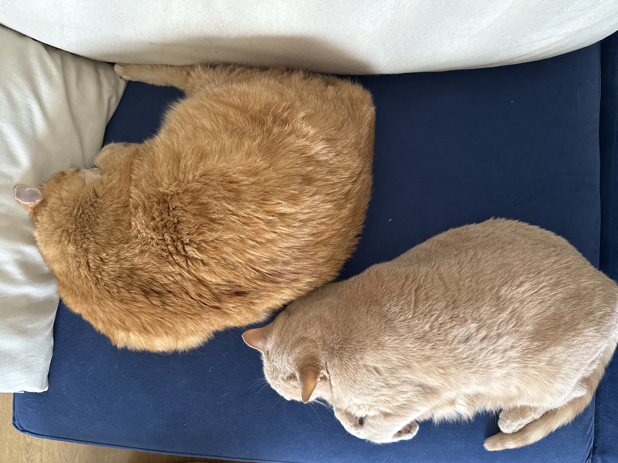 Two domestic cats are sleeping soundly on a dark blue sofa cushion, viewed from a top-down perspective.
On the left, a ginger-orange cat is curled up, with its back and furry body prominent. Its head is partially hidden behind a light-colored pillow, though one ear is visible. Next to it, on the right, a lighter, cream-colored cat is also sleeping, curled up with its head tucked down and paws beneath it. Both cats appear very relaxed and comfortable in their slumber.
The cats are resting on a plush, deep blue fabric cushion. Above the cushion, a white or off-white sofa backrest is visible, suggesting they are on a sofa. A lighter-colored cushion or pillow is also seen on the left side, near the ginger cat. The fabric of the blue cushion shows some loose cat hair, indicating shedding.
The scene depicts a peaceful indoor setting, likely during the daytime, with natural lighting. The overall impression is one of calm domesticity. There is no visible text in the image. This scene takes place in Krasnoyarsk, Russia.