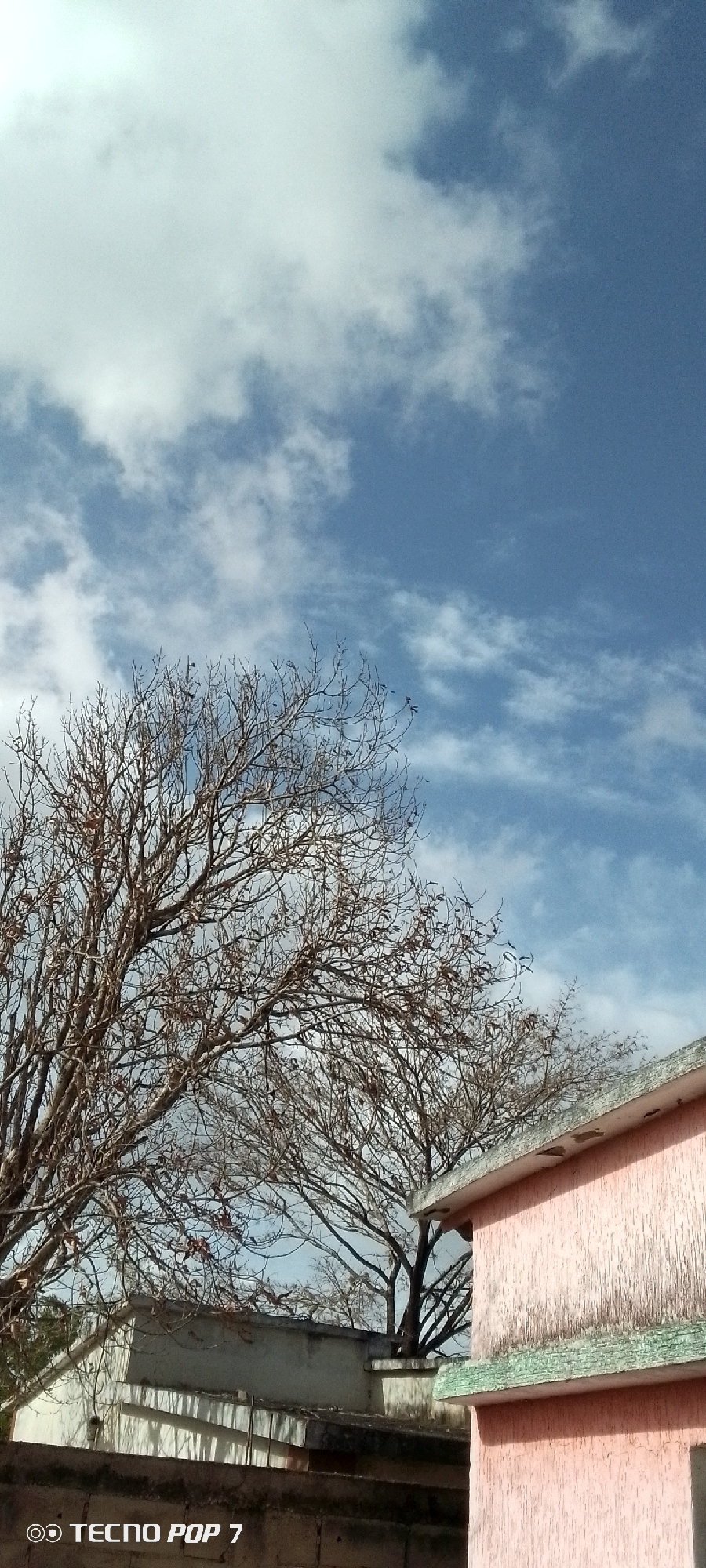 The image captures a scene in Altagracia, Venezuela, featuring a combination of natural and constructed elements under a partly cloudy sky. The upper portion of the frame is dominated by a blue sky interspersed with white clouds. Below the sky, a leafless tree occupies a significant portion of the composition, its bare branches creating an intricate network against the sky. In the lower right corner, part of a light pink building is visible, the lower portion of its wall and roof are visibly dirty. In the lower left corner there are other buildings. The image also bears the "TECNO POP 7" watermark on the bottom left.