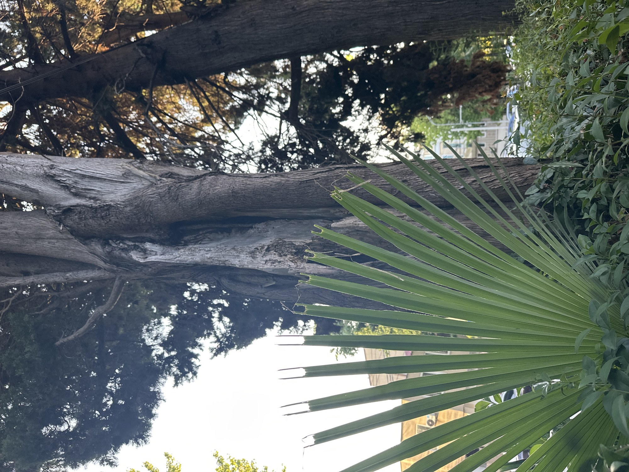 This image captures a close-up view of lush green foliage in the foreground, featuring a prominent palm frond with its distinct parallel veins. Behind the palm, the weathered, textured bark of a large tree trunk dominates the center of the frame, showing signs of age and possibly damage. To the right, another large tree trunk, darker and more densely needled, is visible, with sunlight filtering through its branches, creating a warm, dappled effect. In the background, a building with multiple windows and light-colored walls can be seen, suggesting an urban or semi-urban setting. The overall atmosphere is natural and serene, with a hint of the surrounding city. It is plausible this scene is located in Sochi, Russia, given the presence of palm trees and the architectural style of the building, which aligns with the region's aesthetic.