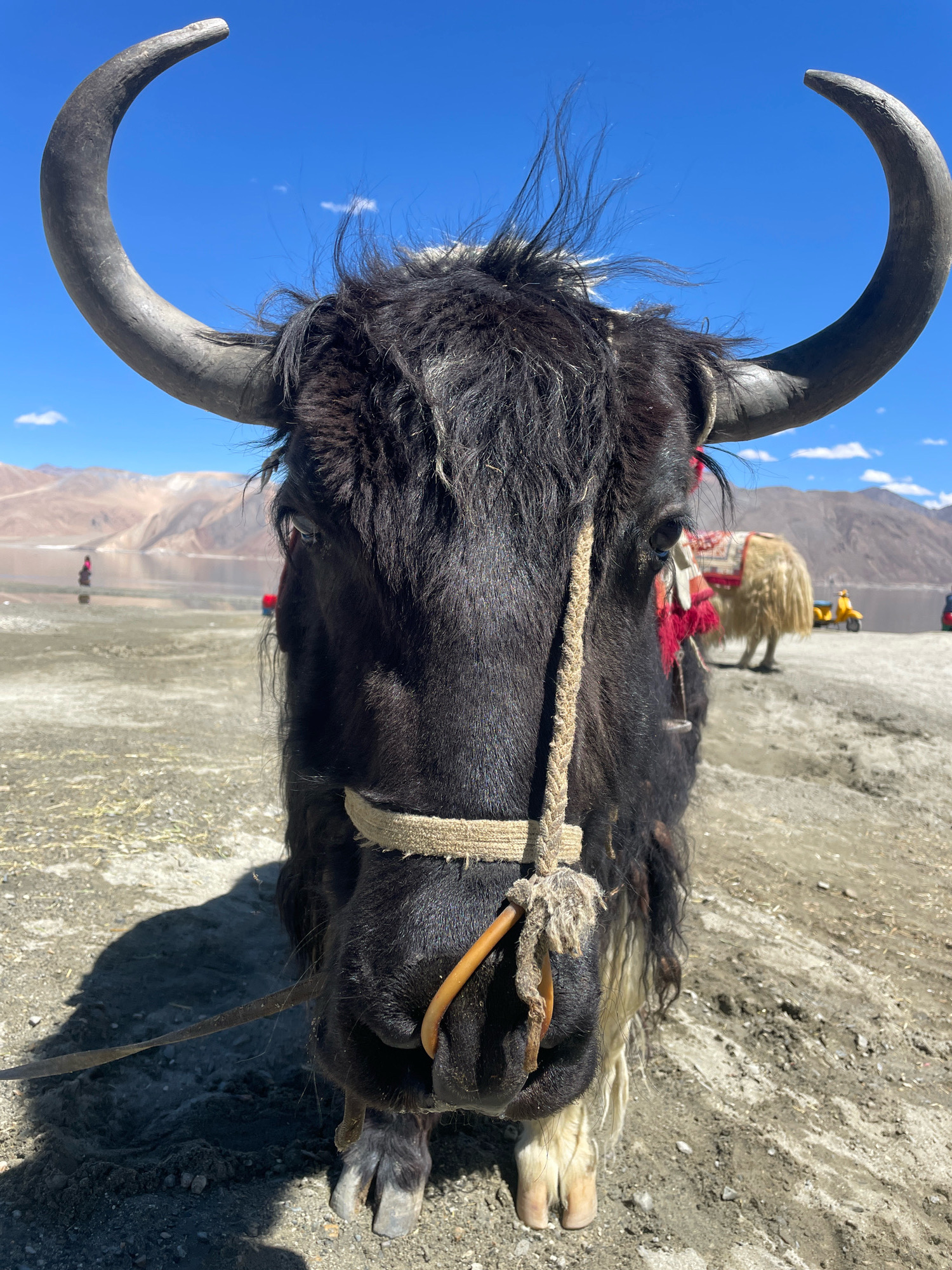 A close-up, low-angle, portrait-oriented, full-frame shot captures the head and upper body of a black yak with large, curved horns. The yak's fur is shaggy and appears slightly windswept. A thick, braided rope is tied around its nose and mouth, passing through a yellow ring. A decorative red and white saddle blanket with fringe is visible on its back, adorned with red tassels near its head.
In the background, a serene lake stretches out, bordered by pale, dusty hills under a clear blue sky with a few wispy clouds. On the shoreline, another yak, this one lighter in color and covered with a similar saddle blanket, stands facing away from the camera. To its right, a bright yellow scooter is parked. Further in the distance, a person in red clothing can be seen near the water's edge, and another red object is present near the second yak. The ground in the foreground is a mixture of sand, pebbles, and dry vegetation, with a distinct shadow cast by the main yak. The location is identified as Pangong Tso, Ladakh, India.