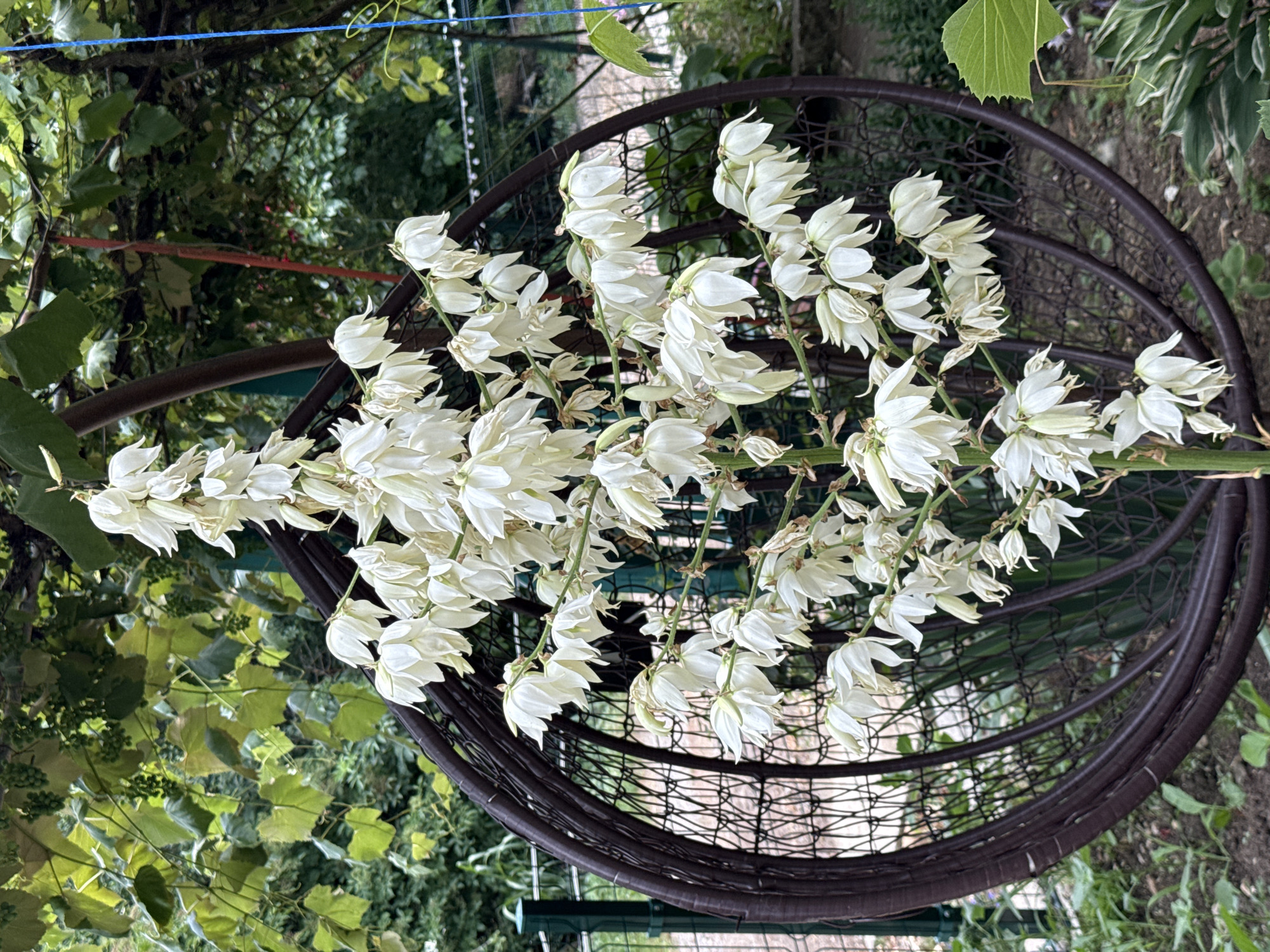 A tall stalk of white flowers, possibly Yucca, blooms in a garden setting in Baurene, Bulgaria. The flowers are clustered tightly together, forming a dramatic spire. Behind the flowers, a large, dark, circular metal garden ornament with an open, woven pattern is visible. In the background, lush green foliage, including what appears to be grapevines with small green grapes, creates a dense, natural backdrop. A green metal fence can be seen to the left, and a hint of a building or structure is present in the far background. The overall impression is one of a vibrant, well-tended garden on a cloudy day.