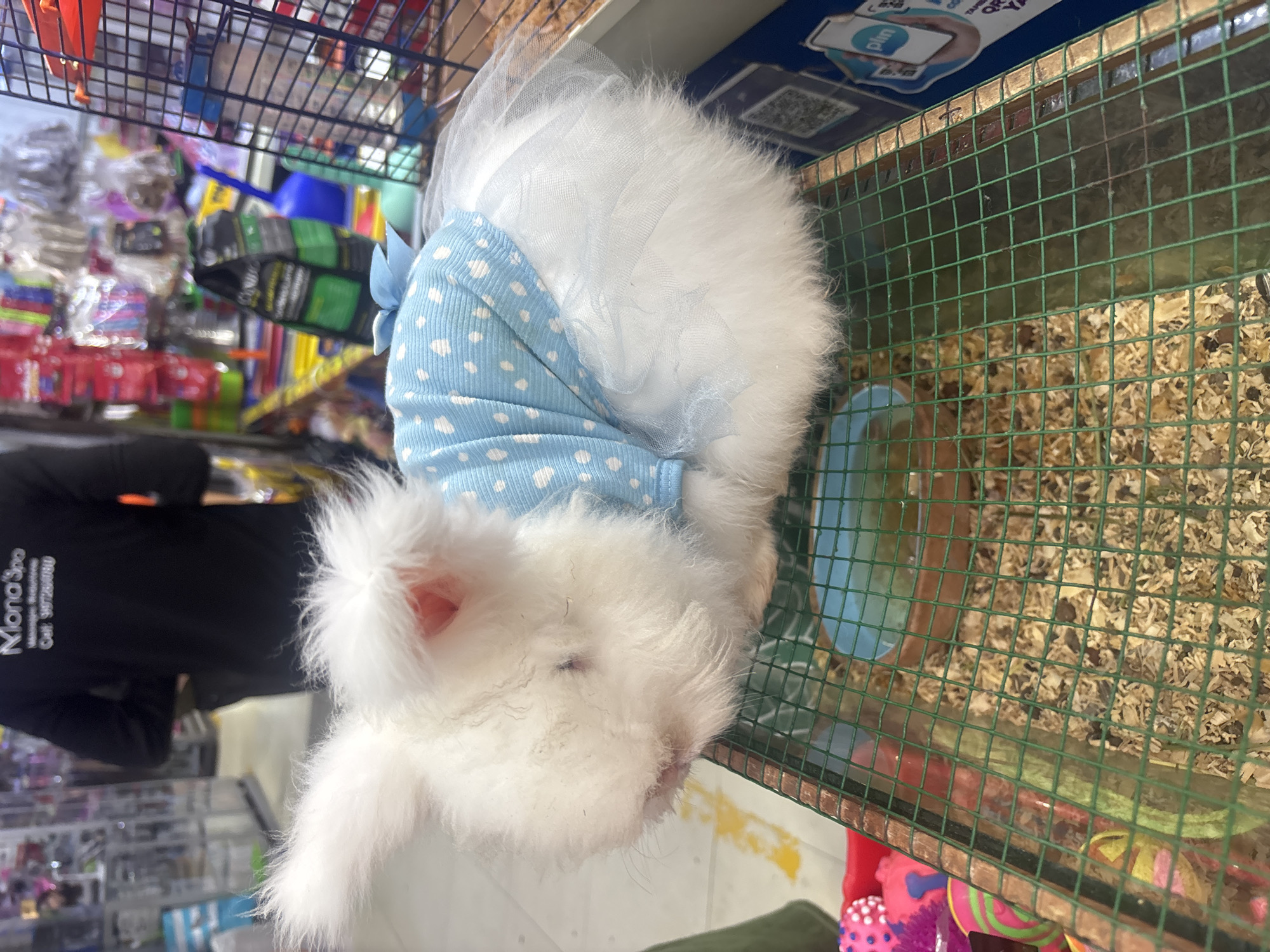 A fluffy white rabbit wearing a light blue polka-dotted dress is positioned inside a cage with a green wire mesh. The cage is filled with wood shavings. A blue food or water dish is also visible. In the background, out of focus, there is a person wearing a black shirt and a shelf stocked with various items. The scene appears to be in a pet shop. The location is Villa El Salvador, Peru.