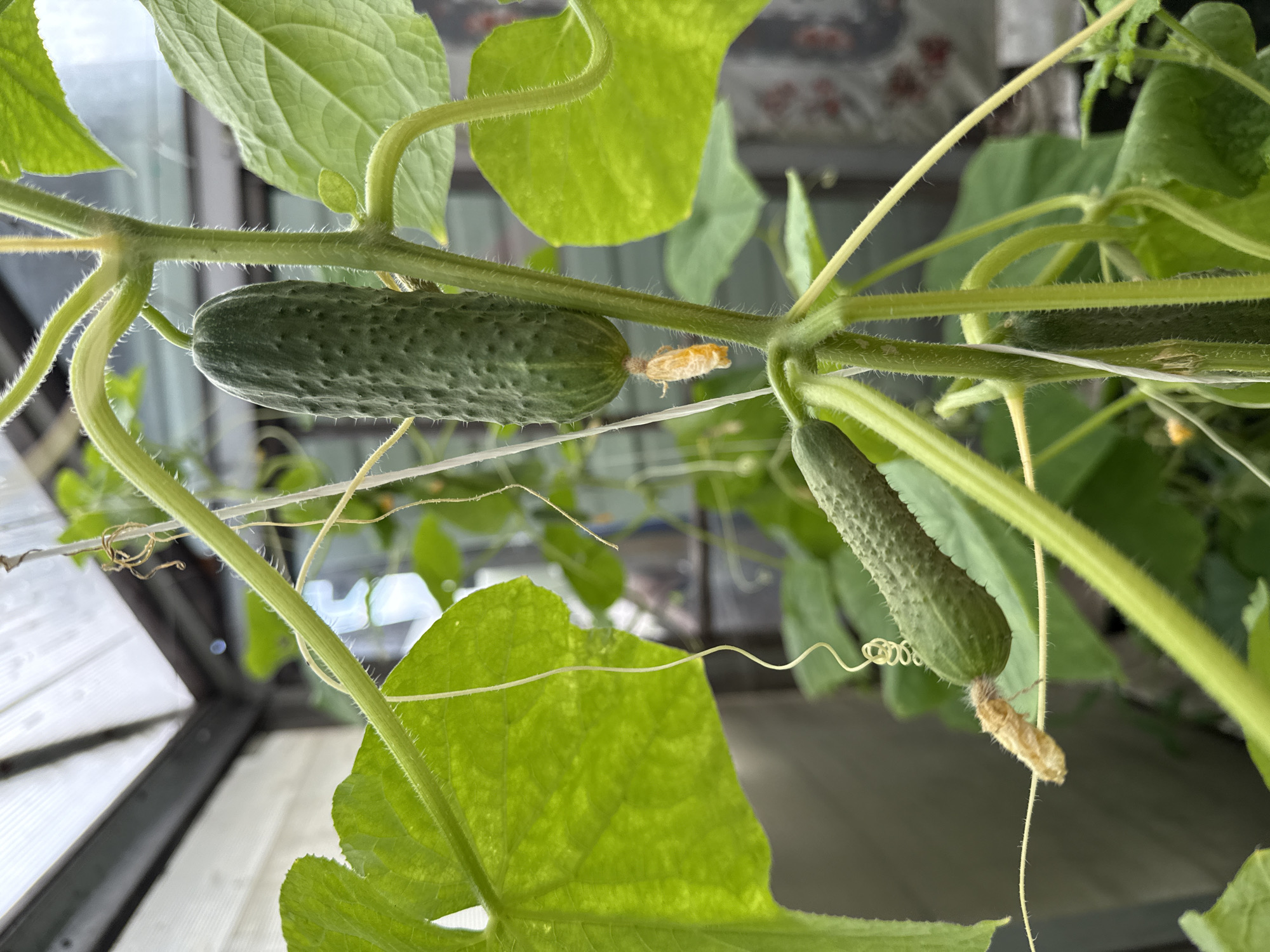 The image shows two small cucumbers growing on a vine in a greenhouse. One cucumber is larger and hangs vertically, while the other is smaller and positioned horizontally below it. Both cucumbers have a textured surface. There are large green leaves and tendrils characteristic of a cucumber plant. A small, light brown, fuzzy insect is visible attached to the stem near the smaller cucumber. The background shows the structure of a greenhouse, with a translucent roof and frame, and glimpses of other plants. The image is taken from a close-up perspective, focusing on the cucumbers and surrounding plant material.
