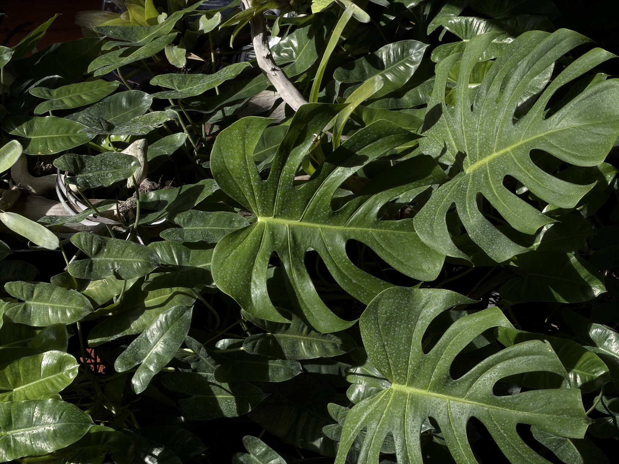 The image features a dense collection of tropical plants, primarily Monstera deliciosa and philodendron. The Monstera plants are characterized by their large, deeply lobed leaves with prominent perforations. The philodendrons have smooth, heart-shaped leaves. The plants are densely packed and intermingled, creating a lush, green environment. A bare, light-colored branch is visible among the leaves. The setting appears to be outdoors, likely in North Kuta, Indonesia. The lighting is dappled, with areas of bright sunlight and deep shadow cast across the foliage. No people are visible in the image.