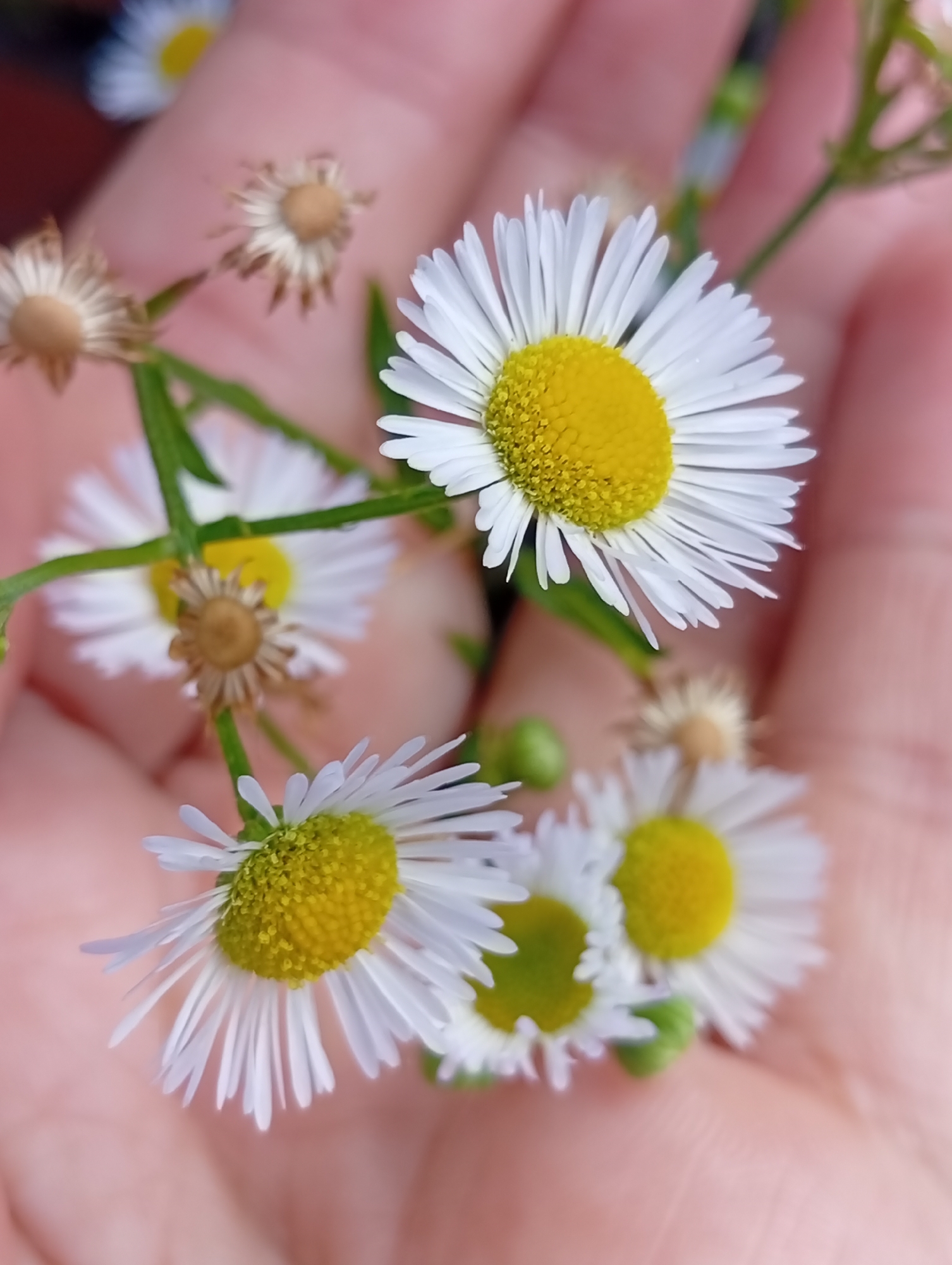 A close-up, overhead shot displays several small daisies with white petals and yellow centers being held in a person's hand. The hand is soft pink and fills much of the frame. Some of the daisies are in focus, while others are blurred. There are also a few dried, seed-like structures interspersed with the blooming flowers, suggesting the natural progression of the plant. Green stems and leaves are visible. The background is out of focus, showing a soft pink hue, consistent with the skin of the hand. No specific location in Wrocław, Poland, can be identified from the image.