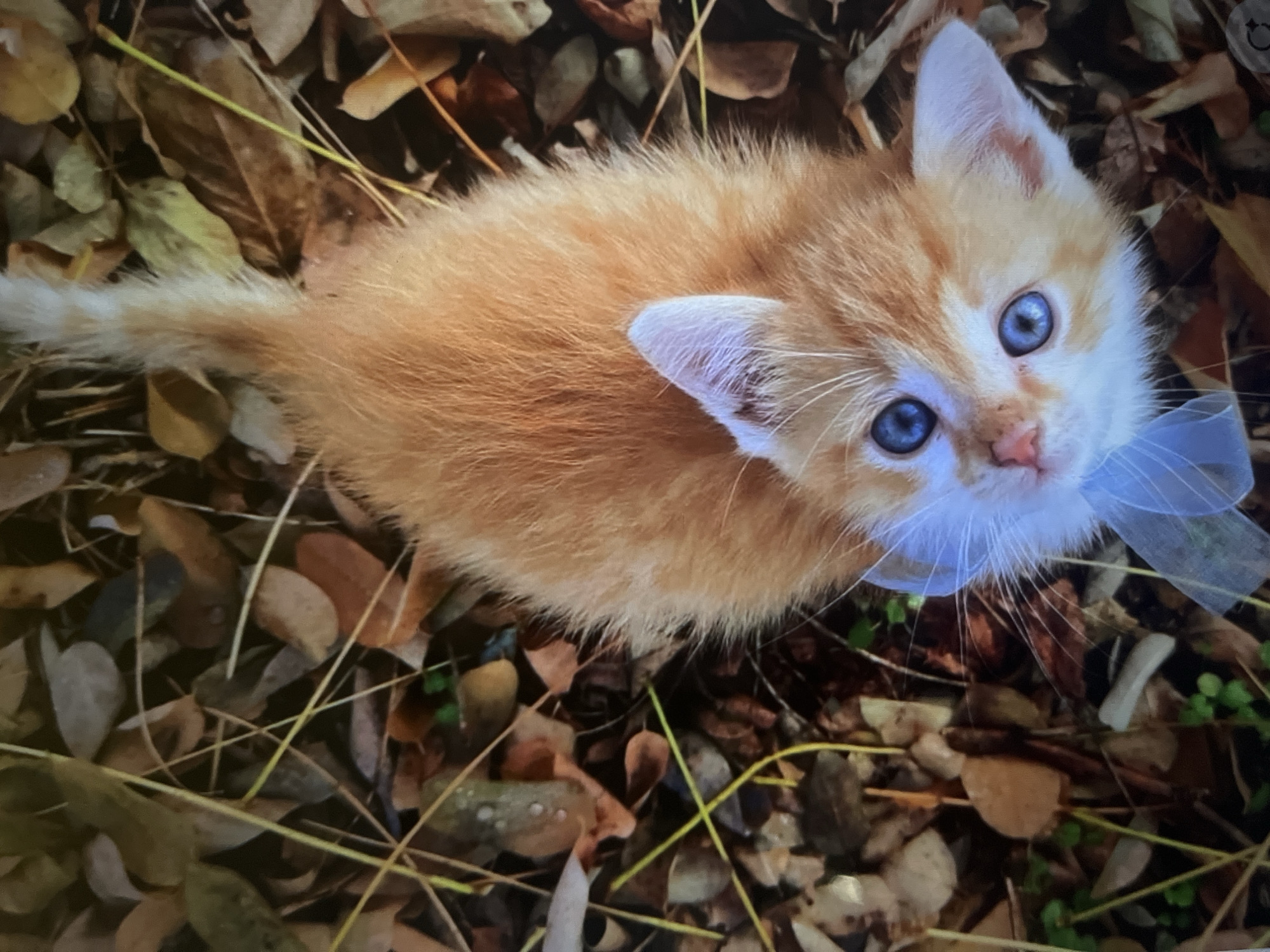 A top-down, medium shot captures a small, fluffy orange kitten with bright blue eyes lying in a bed of fallen autumn leaves. The kitten is positioned slightly off-center in the frame, with its head tilted upwards and its gaze directed towards the viewer. A delicate, light blue ribbon is tied around its neck. The ground is covered in a variety of brown and tan leaves, interspersed with dry grass stalks and small green sprouts. The lighting is natural, suggesting an outdoor environment. The scene is still and quiet, with no other subjects or visible activity. The overall impression is one of innocence and autumnal charm.