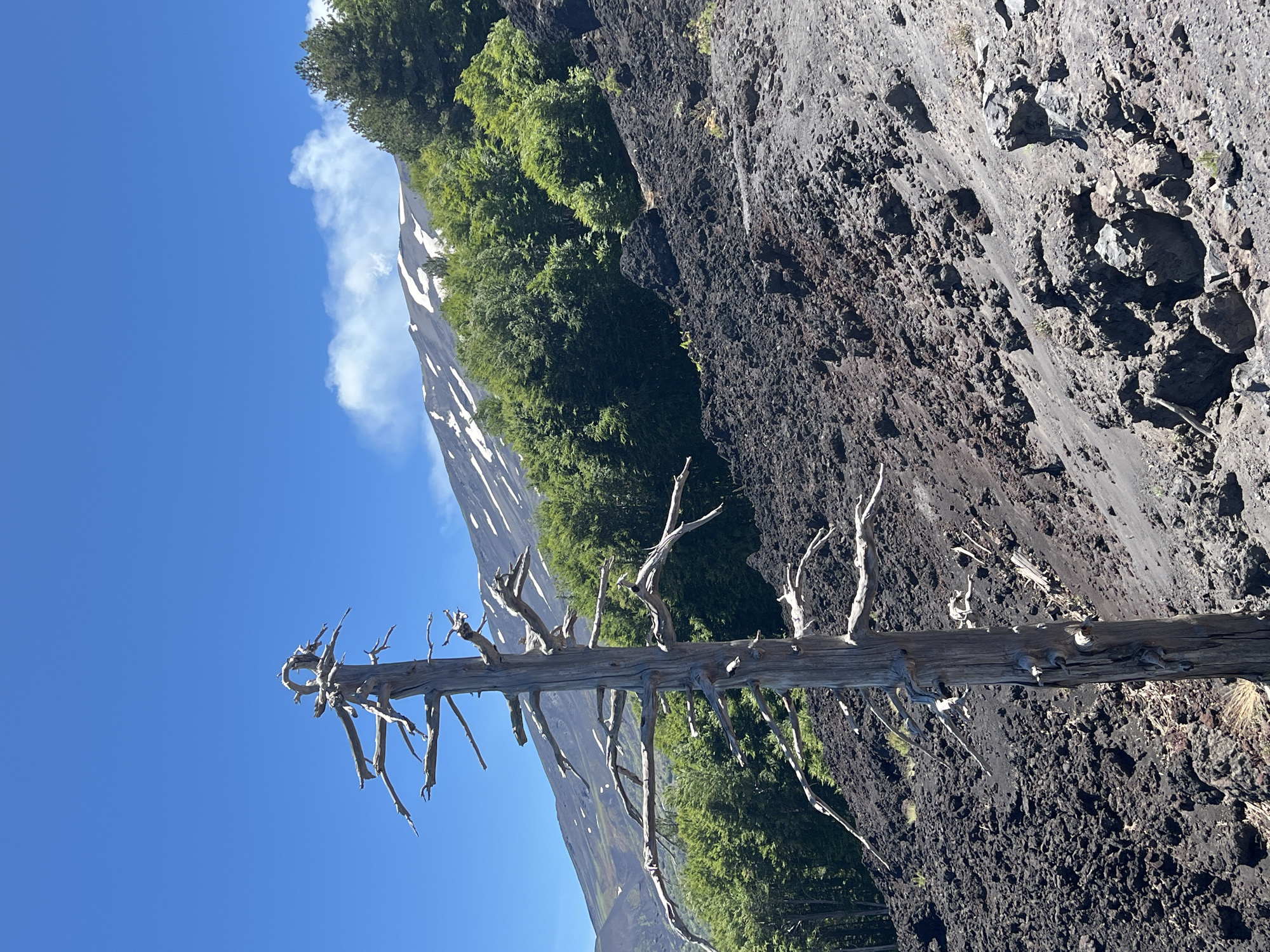 This image depicts a stark landscape on the slopes of Mount Etna, near Linguaglossa, Italy. In the foreground, a solitary, dead tree trunk stands prominently, its gnarled branches reaching towards a clear blue sky. The ground is covered in dark, rough volcanic rock and ash, indicative of the volcano's activity.
In the midground, a dense forest of vibrant green trees creates a striking contrast with the barren terrain. Further up the slope, a portion of Mount Etna is visible, with patches of snow still clinging to its upper reaches. The mountain's dark, rocky surface is also apparent. The sky is a brilliant blue, with a few wisps of white cloud adding texture. The overall scene is one of natural power and resilience, with the harsh volcanic environment serving as a backdrop for the tenacious life that persists on its slopes.