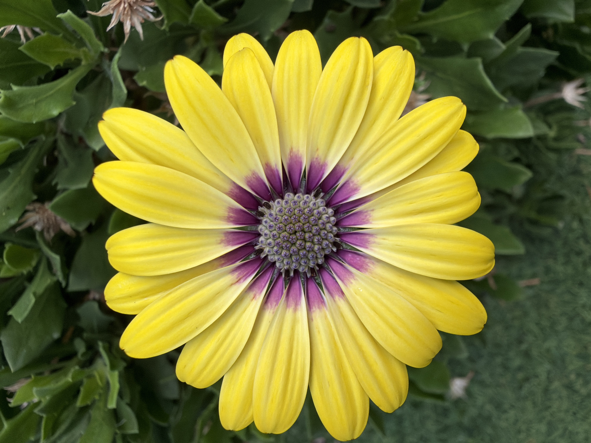 A close-up, overhead shot captures a vibrant yellow daisy with a purple center. The flower's petals are wide and smooth, radiating outwards from the central disk. The center of the flower is a complex arrangement of small, dark purple florets. The background consists of lush green foliage and a hint of green grass at the bottom of the frame. The lighting is bright and even, highlighting the texture and colors of the flower.