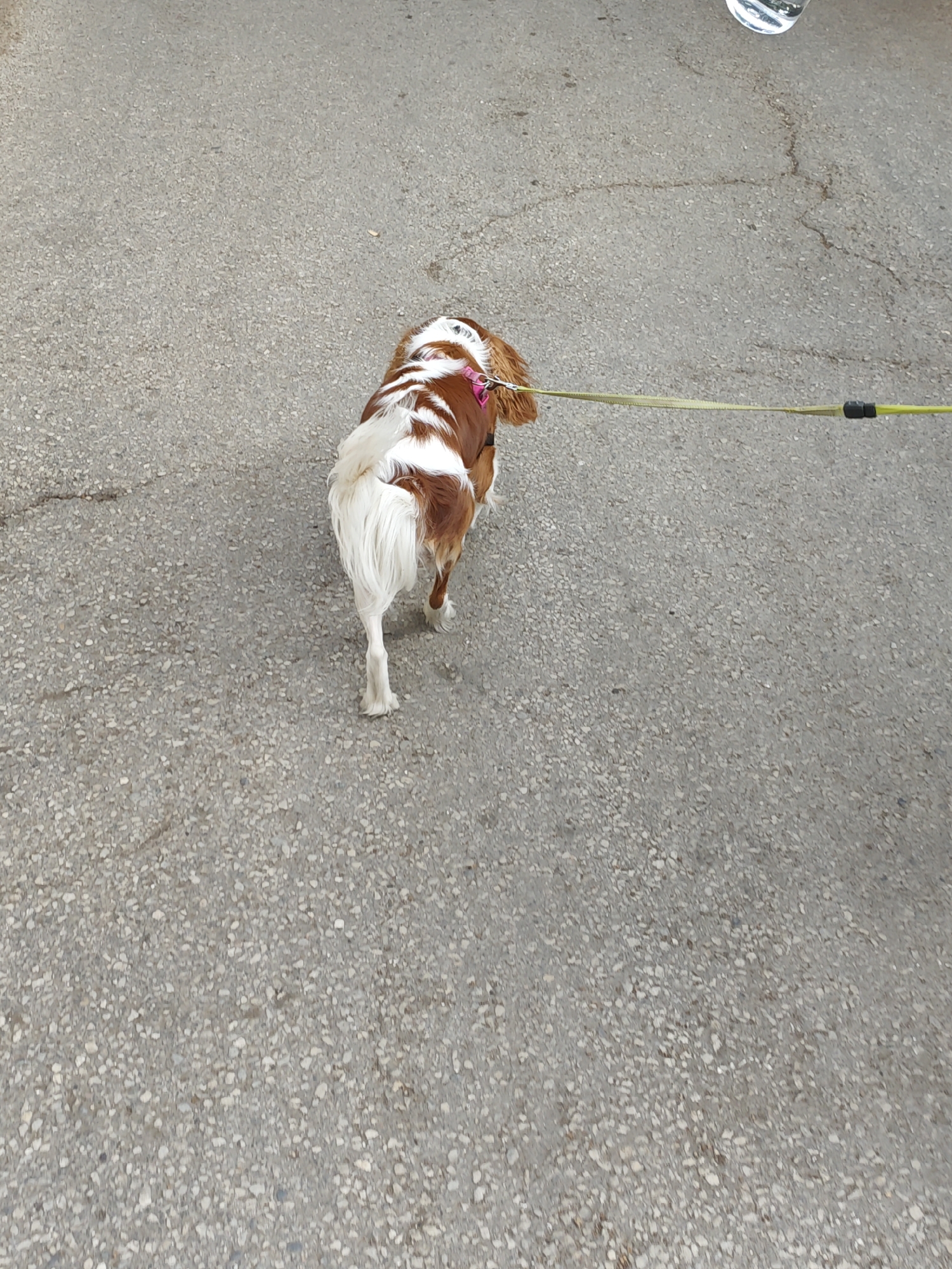 The image shows a dog on a leash walking on asphalt. The dog is brown and white and is wearing a pink collar. The leash is yellow. The asphalt appears to be cracked and worn. The background is blurred, but it appears to be an outdoor setting. There is a hint of a transparent object in the top right corner, possibly a glass or bottle, reflecting light. The scene does not contain any identifiable landmarks or clues that would indicate the city of Lovech, Bulgaria.