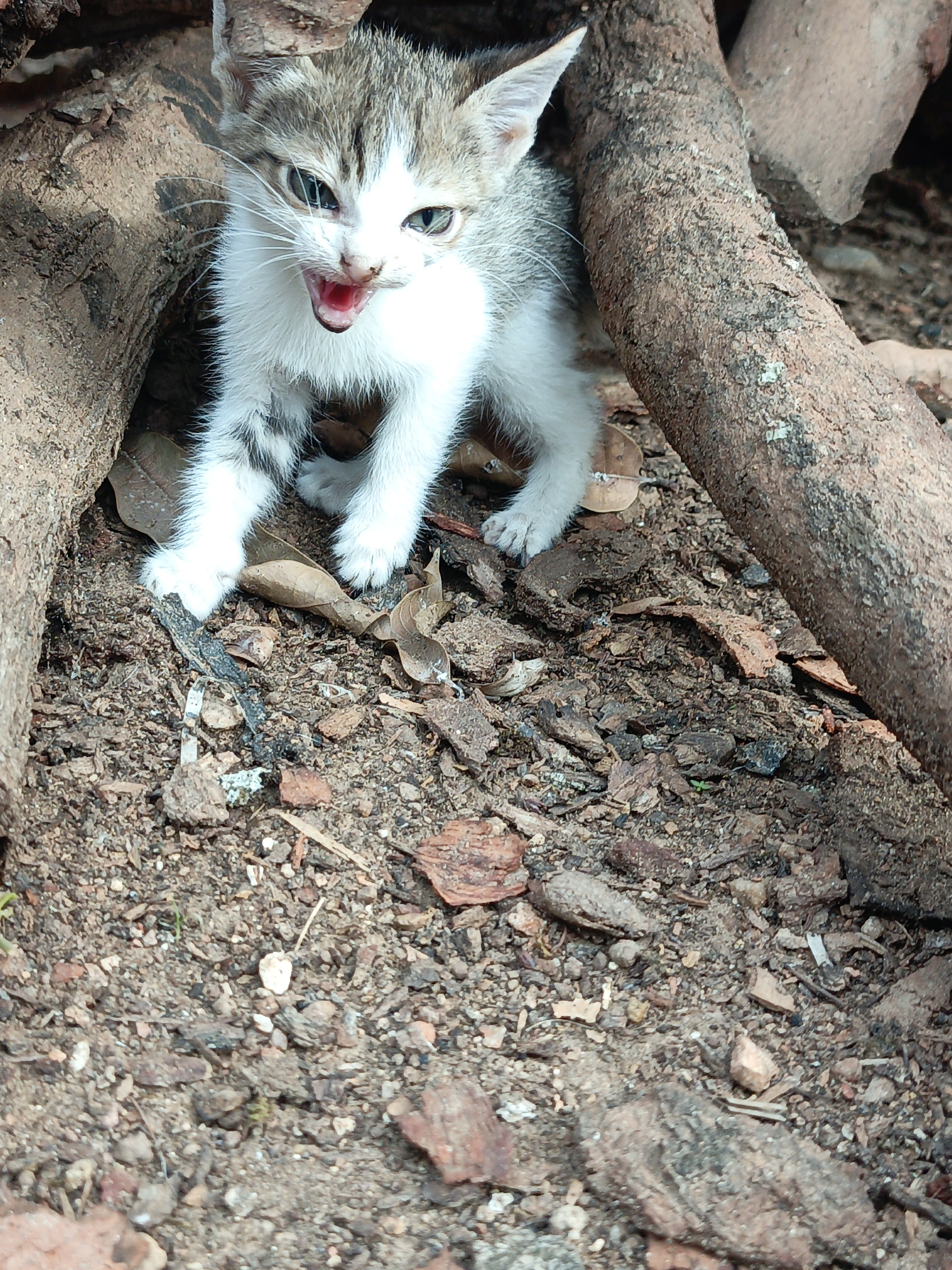 The image displays a small, white and grey tabby kitten situated in a natural, outdoor setting in Akwanga, Nigeria. The kitten is the central subject, positioned between two thick, dark brown wooden logs or roots that partially frame it. Its mouth is wide open, revealing a pink tongue and small teeth, indicating it is vocalizing loudly, possibly a hiss, cry, or meow. Its light-colored eyes, appearing greenish-blue, are wide and directed forward, towards the viewer. The kitten's fur appears somewhat ruffled, and it stands firmly on all four paws.
The ground beneath and around the kitten is an uneven mix of reddish-brown soil, small stones, dried leaves, and various pieces of wood debris or bark. This earthy texture and the presence of natural wood elements suggest a rustic outdoor environment, possibly a garden, forest edge, or an undeveloped area. The lighting in the image is bright and even, indicating it is daytime, with no specific weather conditions discernible other than a dry ground surface. The kitten's posture and vocalization convey an immediate, intense emotion, likely fear, distress, or defensive aggression. There is no visible text present in the image.