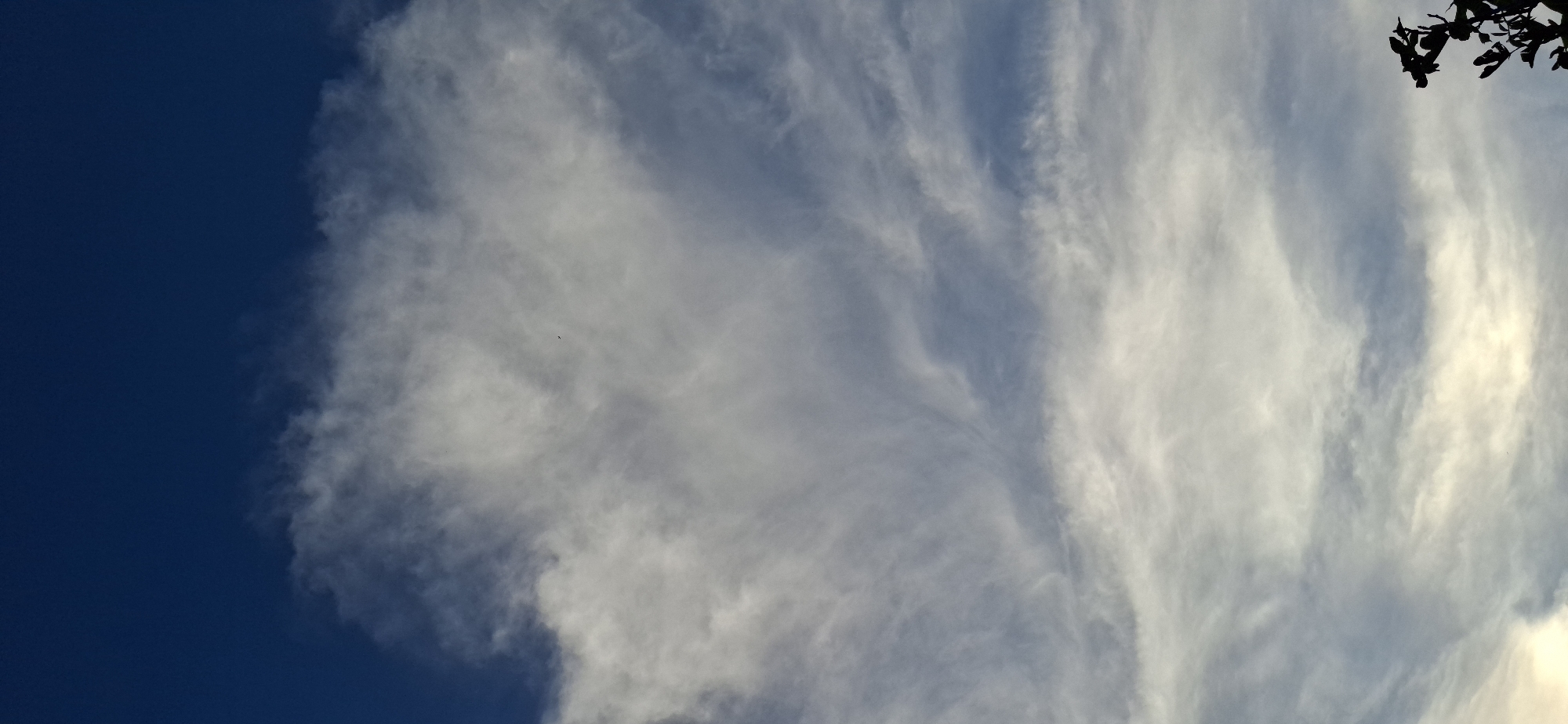 The image displays a serene, partly cloudy sky over Tinaquillo, Venezuela, captured in a vertical orientation. The left side of the frame features a deep, clear blue sky, providing a stark contrast to the extensive, wispy cloud formations that dominate the central and right portions. These clouds, resembling cirrus or cirrocumulus types, are characterized by their elongated, fibrous textures and range in color from bright white to light gray. Some areas of the clouds on the far right exhibit a warm, golden-yellow hue, suggesting the soft light of either early morning or late afternoon.
In the upper right corner, a dark silhouette of a tree branch with leaves partially extends into the frame. A tiny, dark speck, likely a bird, is visible soaring amidst the clouds in the mid-left area. The scene conveys a sense of natural tranquility and vastness, with no explicit human activity or structures present beyond the distant bird. There is no visible text within the image.