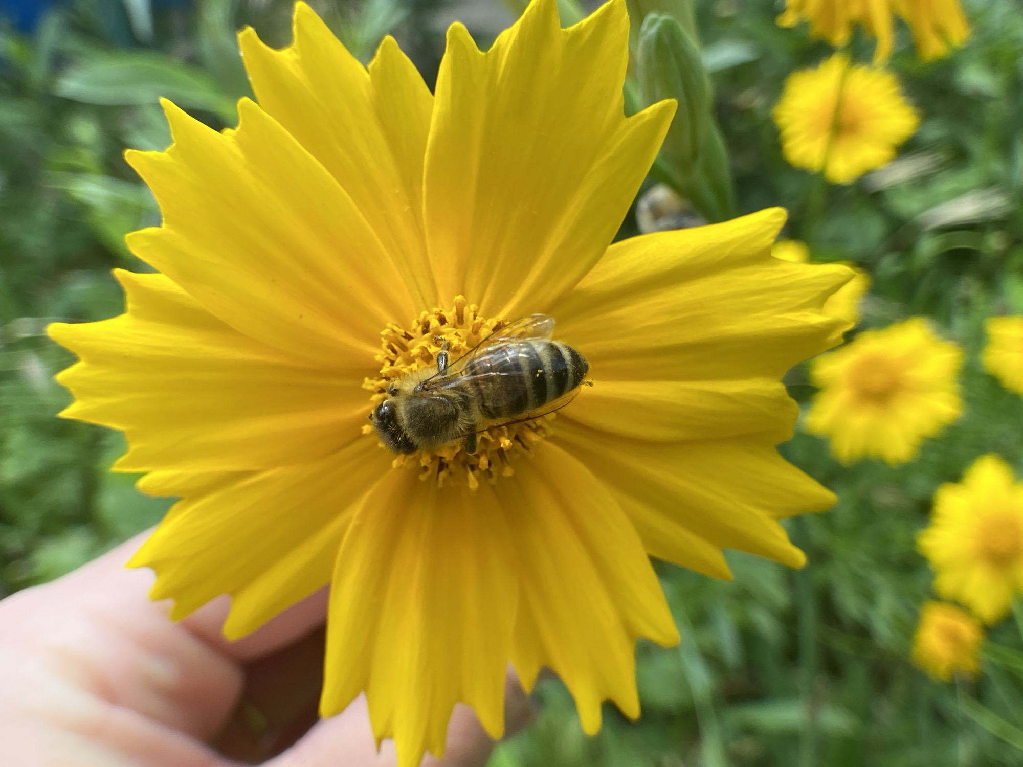 A close-up shot shows a bee on a bright yellow flower. The bee, with its striped abdomen and fuzzy thorax, is positioned in the center of the flower, seemingly collecting nectar. The flower's petals are numerous and pointed, fanning outwards from the center. In the background, other yellow flowers and green foliage are visible, slightly out of focus, suggesting an outdoor garden setting. A person's hand, with light-colored skin, is partially visible in the lower left corner of the frame, gently supporting the flower. The lighting is natural, and the overall scene captures a moment of pollination in nature.