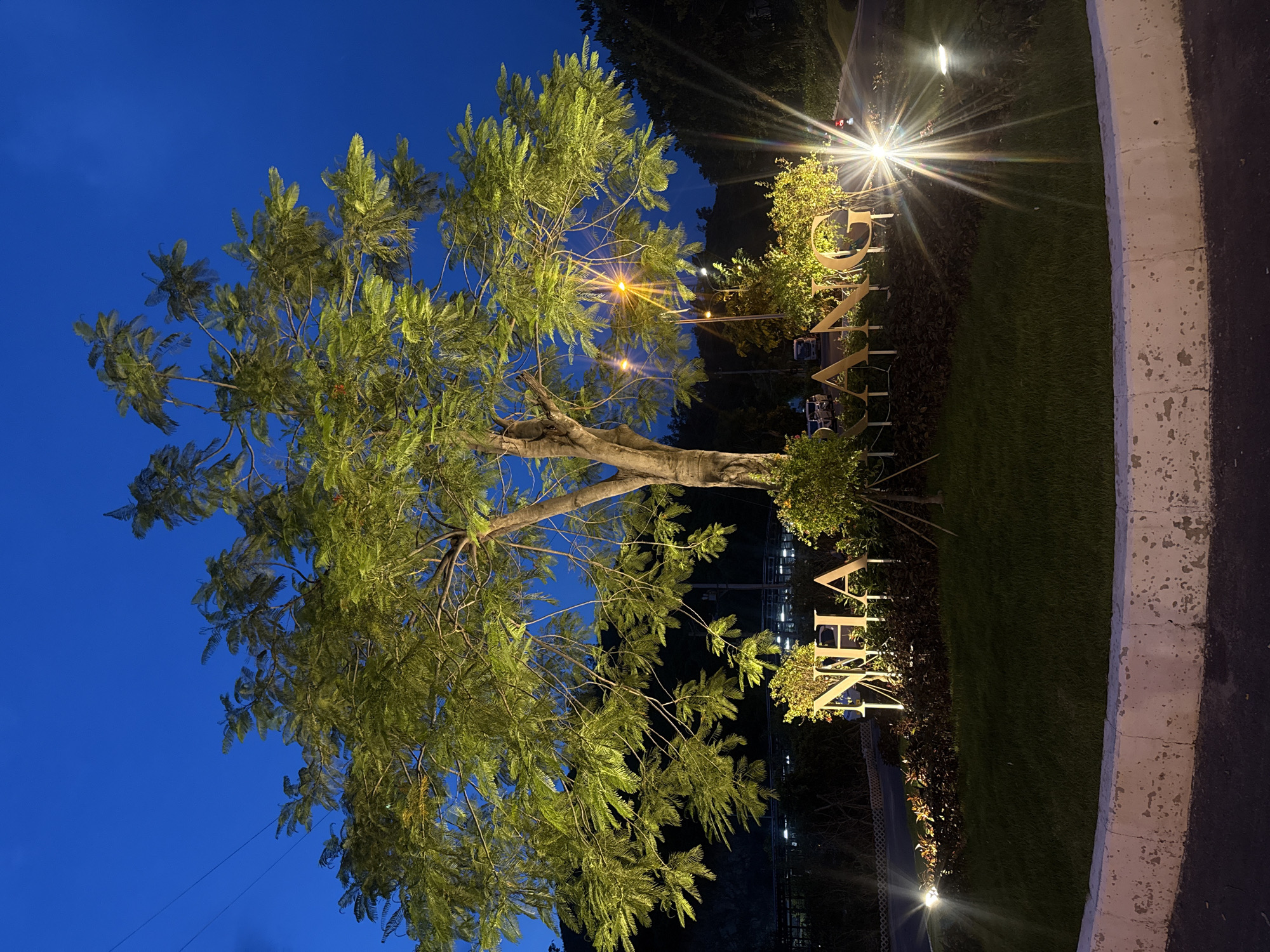 In the city of Nha Trang, a large tree is illuminated at night, casting a warm glow on its leaves. In front of the tree, large golden letters spell out "NHA TRANG". The letters are surrounded by a circular garden bed with manicured grass and decorative plants. Lights are strategically placed around the garden, creating a dramatic effect. The background is dark, with the faint outlines of distant buildings and a streetlamp visible. The sky above is a deep, clear blue, indicating the late hour.