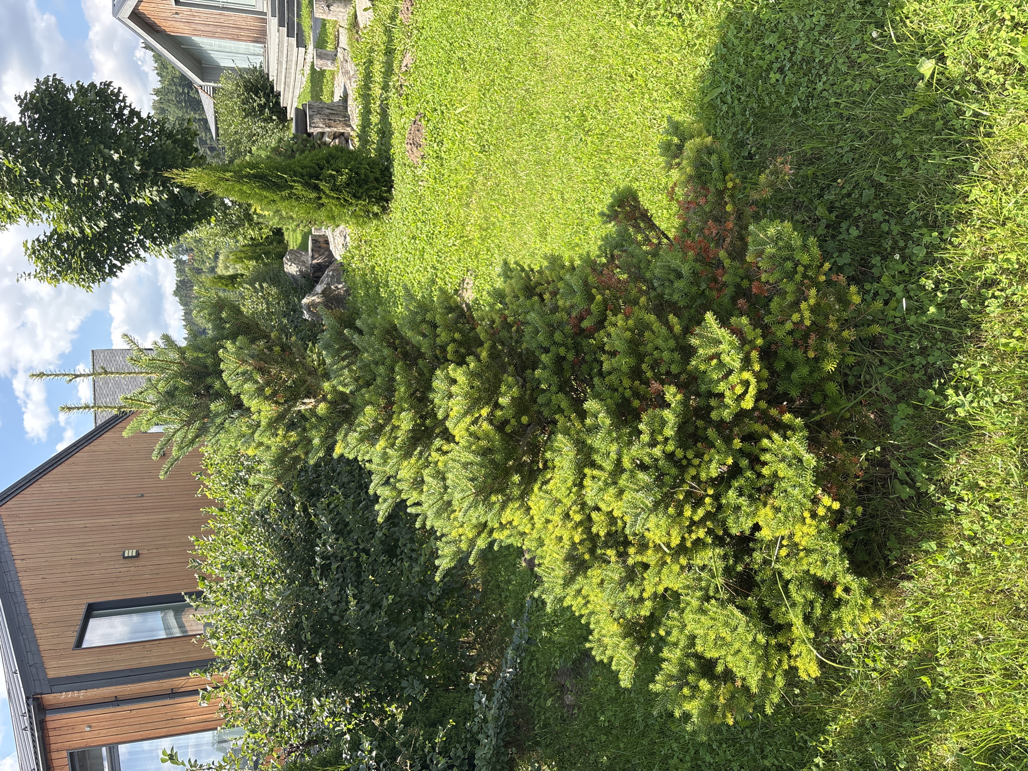 In the city of Zvenigorod, Russia, a medium-sized evergreen tree with lush green foliage stands prominently in a well-maintained yard. The tree is surrounded by a vibrant green lawn, dotted with small clover plants. In the background, a modern wooden house with a dark roof and large windows is visible, suggesting a residential setting. The sky above is a clear blue with scattered white clouds, indicating fair weather. The scene conveys a sense of tranquility and natural beauty.