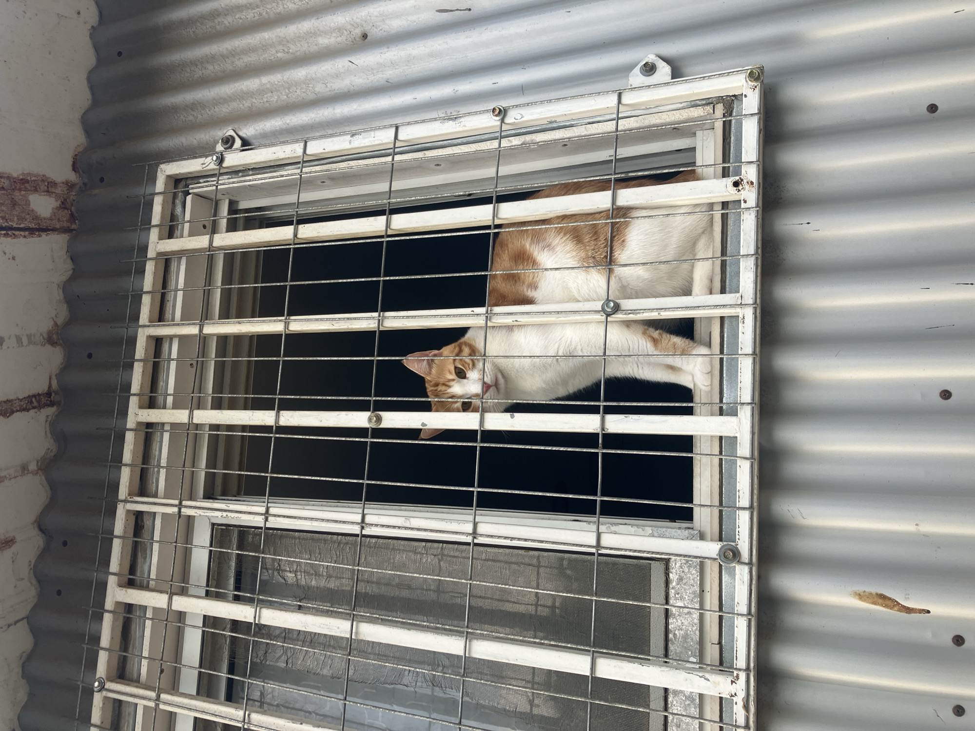 An orange and white cat is sitting inside a window, looking out through a metal grate. The window is in a building with corrugated metal siding, which is common in some older neighborhoods in Tel Aviv, Israel. The grate appears to be made of white painted metal bars, secured to the window frame. The cat is positioned in the center of the frame, with its body facing mostly towards the right. Its head is turned to the left, and it is looking directly at the camera with a neutral expression. The background behind the cat is dark, suggesting it is indoors or in a shaded area. The overall scene is a snapshot of a cat in a domestic setting, likely on an upper floor of a building.