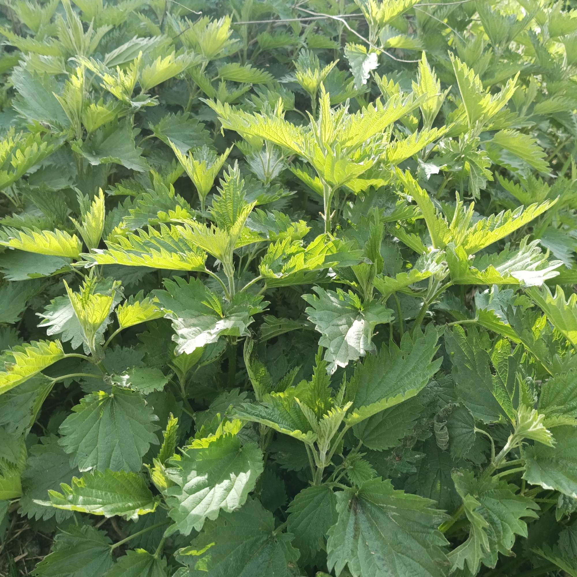 The image depicts a dense patch of stinging nettles (Urtica dioica) growing outdoors. The leaves are predominantly green with jagged edges. The plants are tightly packed together. The location and specific context within Chaikovsky, Russia, are not deducible from the image. No people, subjects, objects, actions, or interactions are visible in the picture.