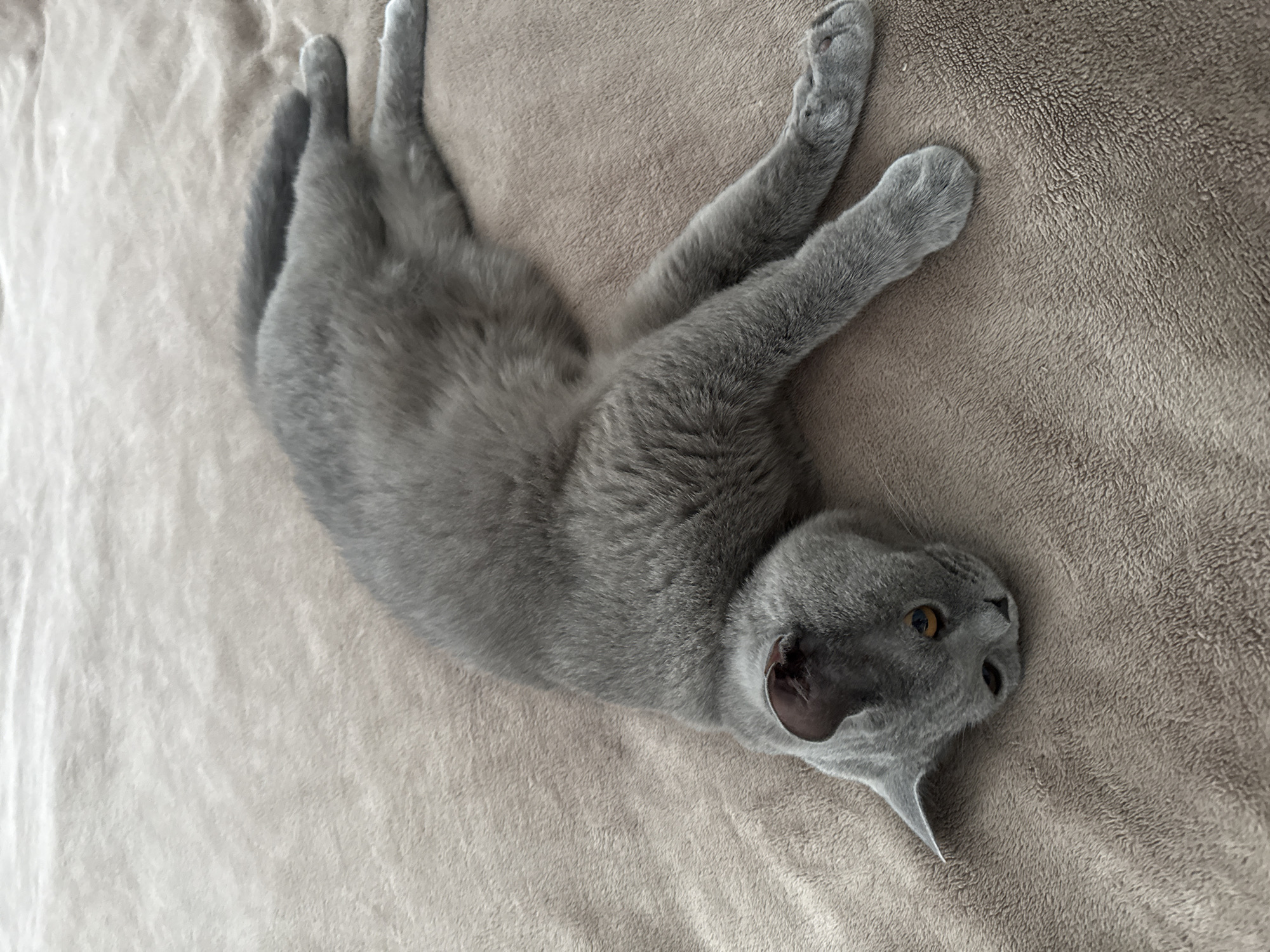A grey cat is lying on a beige, fuzzy blanket. The cat is lying on its side with its head tilted to the left. Its eyes are open and looking down. The cat's body is stretched out, and its paws are resting on the blanket. The background is out of focus, but it appears to be a room with soft lighting. There is no information provided about the location in the city of Zielona Góra, Poland.