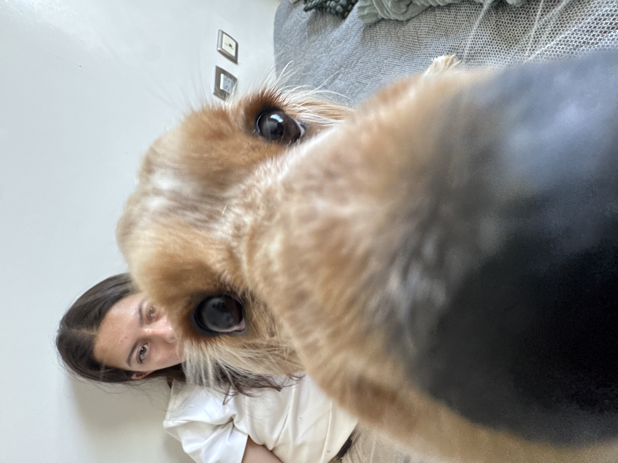 The image captures a candid, close-up indoor scene featuring a dog and a person. A small to medium-sized dog, with light brown and possibly darker fur, dominates the foreground, its face extremely close to the camera lens. Its dark, reflective eyes are prominent, looking directly forward, with bushy fur around them. One eye on the left side of the frame is particularly distinct.
Behind the dog, partially obscured, is a woman with dark hair and dark eyes. Her head is tilted, and she is looking towards the camera, appearing relaxed and potentially amused by the dog's proximity. She is wearing a light-colored top.
The background reveals a simple indoor setting, likely a home. A plain, light-colored wall is visible behind the woman, adorned with two small, square-shaped decorative items in the upper right. A textured, gray fabric, possibly part of a sofa or bed headboard, is also visible in the upper right corner. The lighting suggests it is daytime. The photo has the characteristic wide-angle perspective of a close-up selfie, capturing an affectionate and playful interaction between the dog and its owner. There is no visible text in the image. While the provided context suggests the location is Heroica Puebla de Zaragoza, Mexico, this information is not discernible from the visual cues within the image.