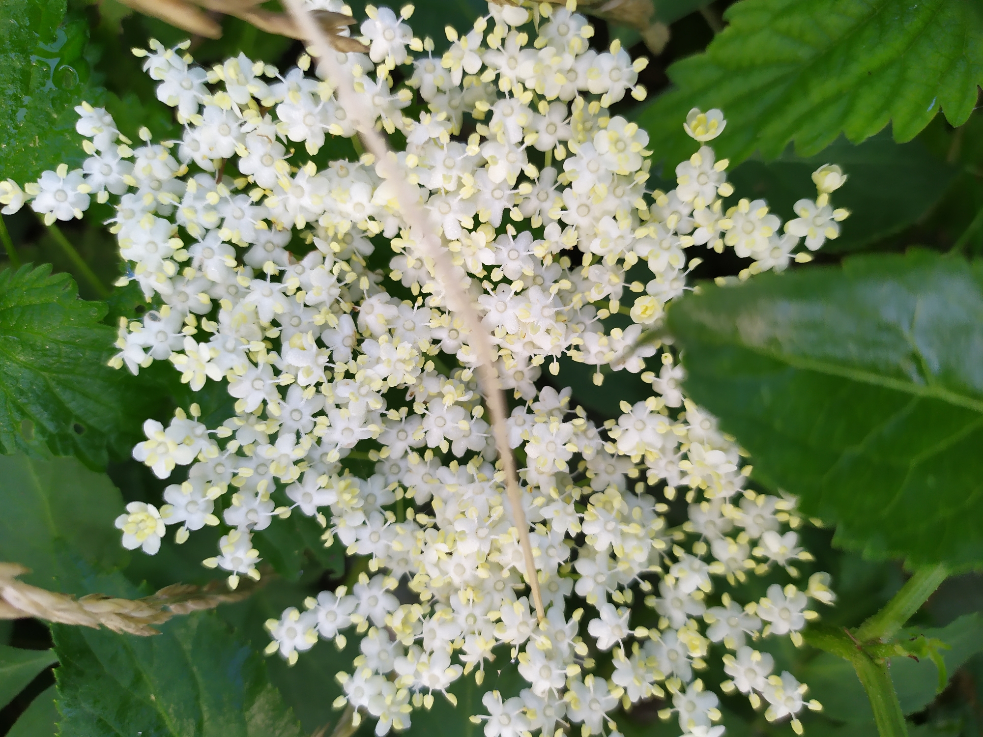 This is a close-up, overhead shot of a cluster of small white flowers with yellow centers, likely elderflowers. The flowers are densely packed and form a frothy, somewhat irregular bloom. A thin, light-colored stalk or stem runs vertically through the center of the flower cluster. The background is dominated by blurred green leaves, some of which appear to be wet, suggesting recent rain or dew. The lighting is natural and appears to be daytime, possibly morning or late afternoon, given the soft illumination. There are no people or text visible in the image. The setting appears to be a natural outdoor environment, consistent with a garden or wild area in Turka, Ukraine. The overall mood is peaceful and natural, highlighting the delicate beauty of the flora.