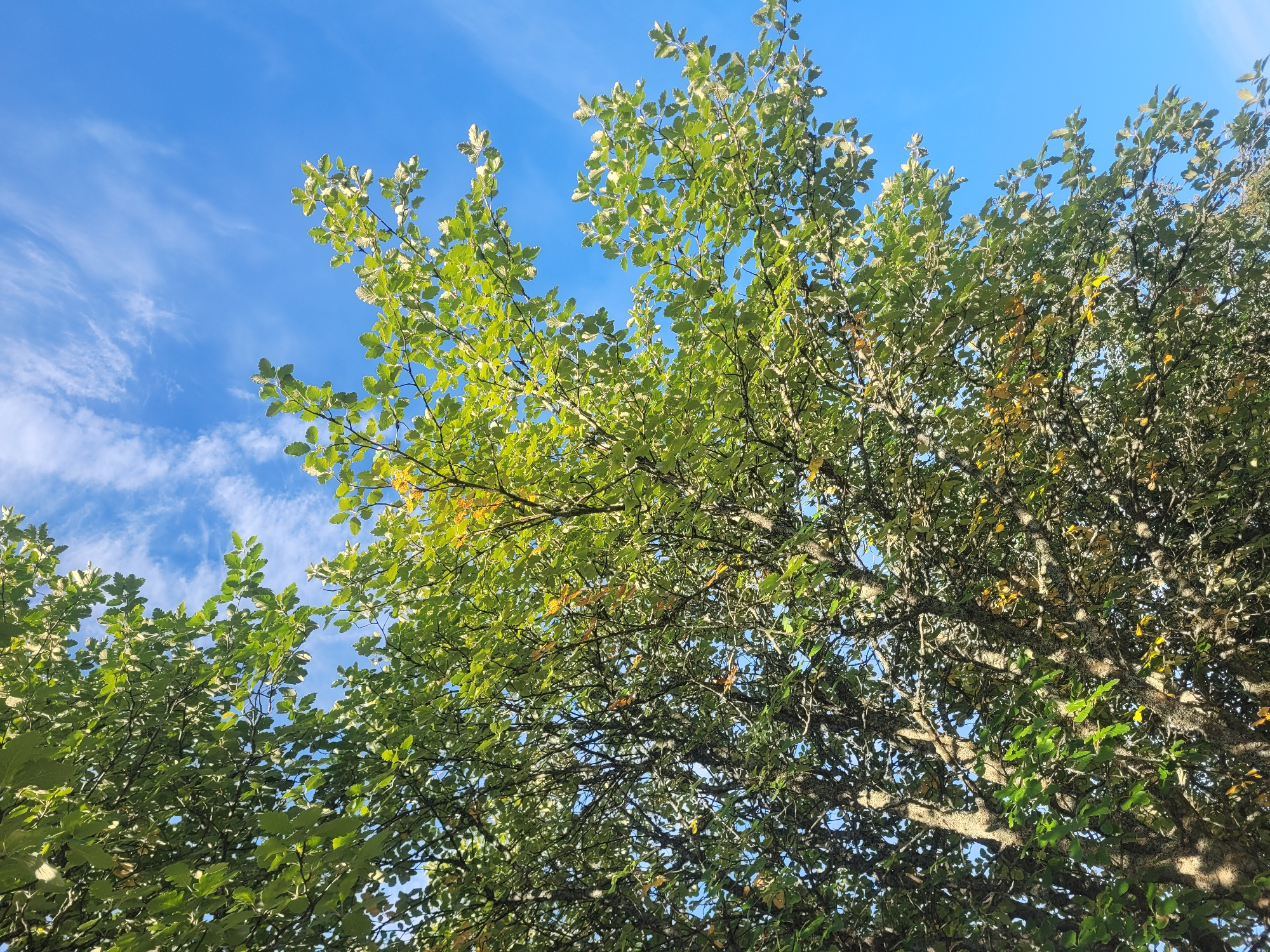 A low-angle shot looks up through the branches of a mature deciduous tree with green and some yellowing leaves against a bright blue sky with wispy white clouds. The bark of the tree is textured and mottled with lichen. The scene appears to be from a park or natural area, possibly in Gävle, Sweden, given the clear blue sky and commonality of such trees in the region. There are no people or animals visible. The lighting suggests it is daytime, likely late morning or afternoon, with sunlight filtering through the canopy.