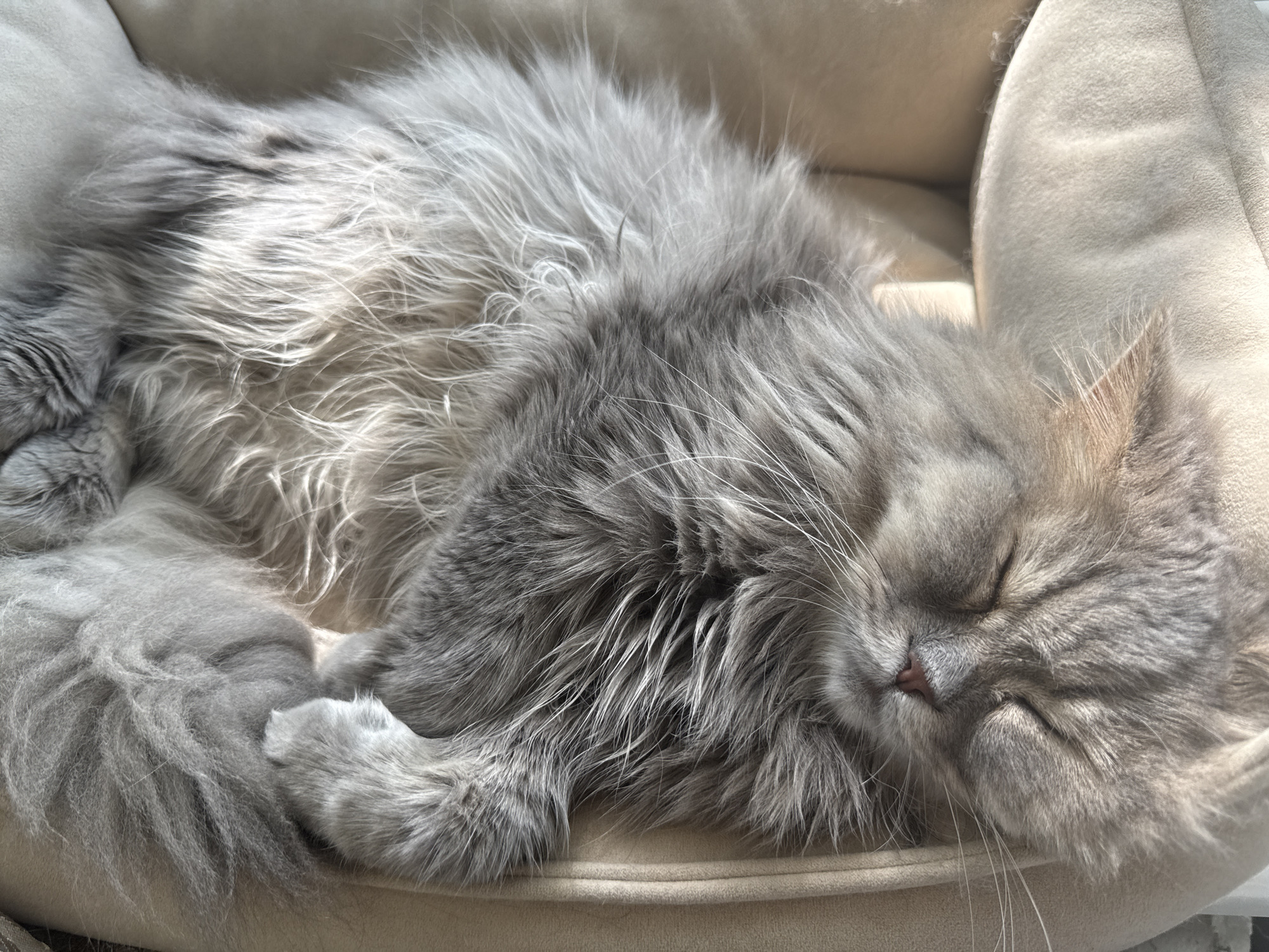 A long-haired gray cat is curled up and sleeping in a tan cat bed. The cat's eyes are closed and its body is partially covered by sunlight. The cat bed is soft and plush, and it appears to be in a home environment. There are no people visible in the image. The image is a close-up shot of the cat, and the background is blurred. The scene is peaceful and serene. The location in the city of Lobacheve, Ukraine is not depicted in this image.