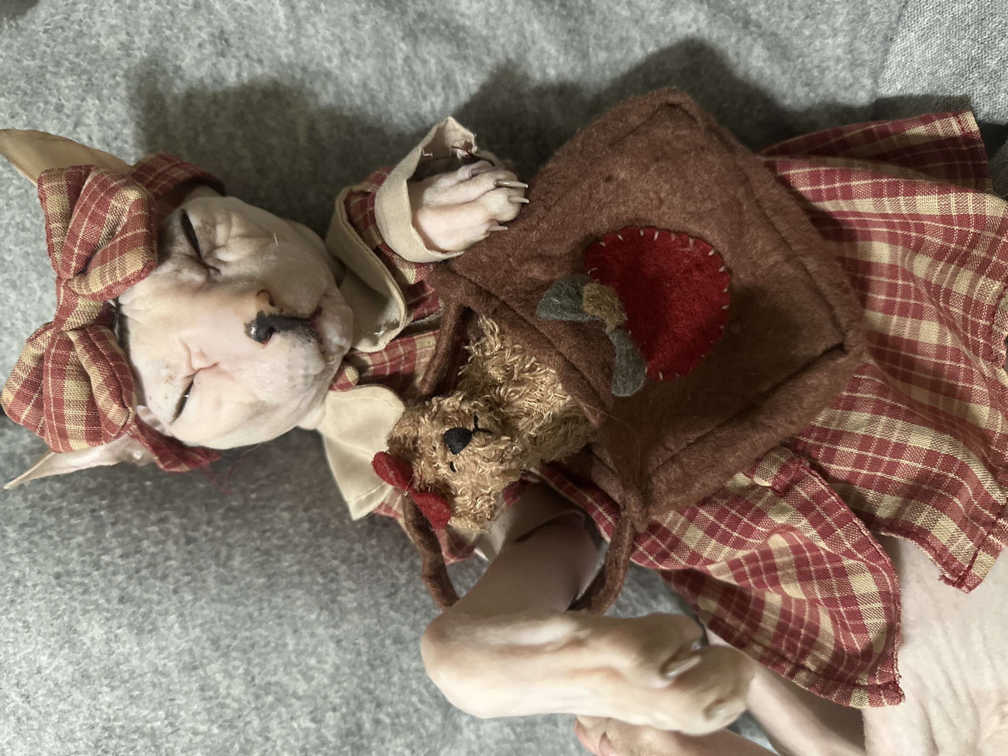 A Sphynx cat is lying down, seemingly asleep, on a gray, textured surface, possibly a blanket or couch. The cat is wearing a red and beige checkered dress with a white collar and a matching headband with a bow. In its paws, the cat is holding a small brown felt purse adorned with a red felt apple. A small, fuzzy teddy bear is peeking out of the purse. The cat's eyes are closed, and its wrinkled skin is visible. Its front paws are extended, with visible claws. The overall scene is still and peaceful. The image does not provide any information that would indicate its location in Togliatti, Russia.